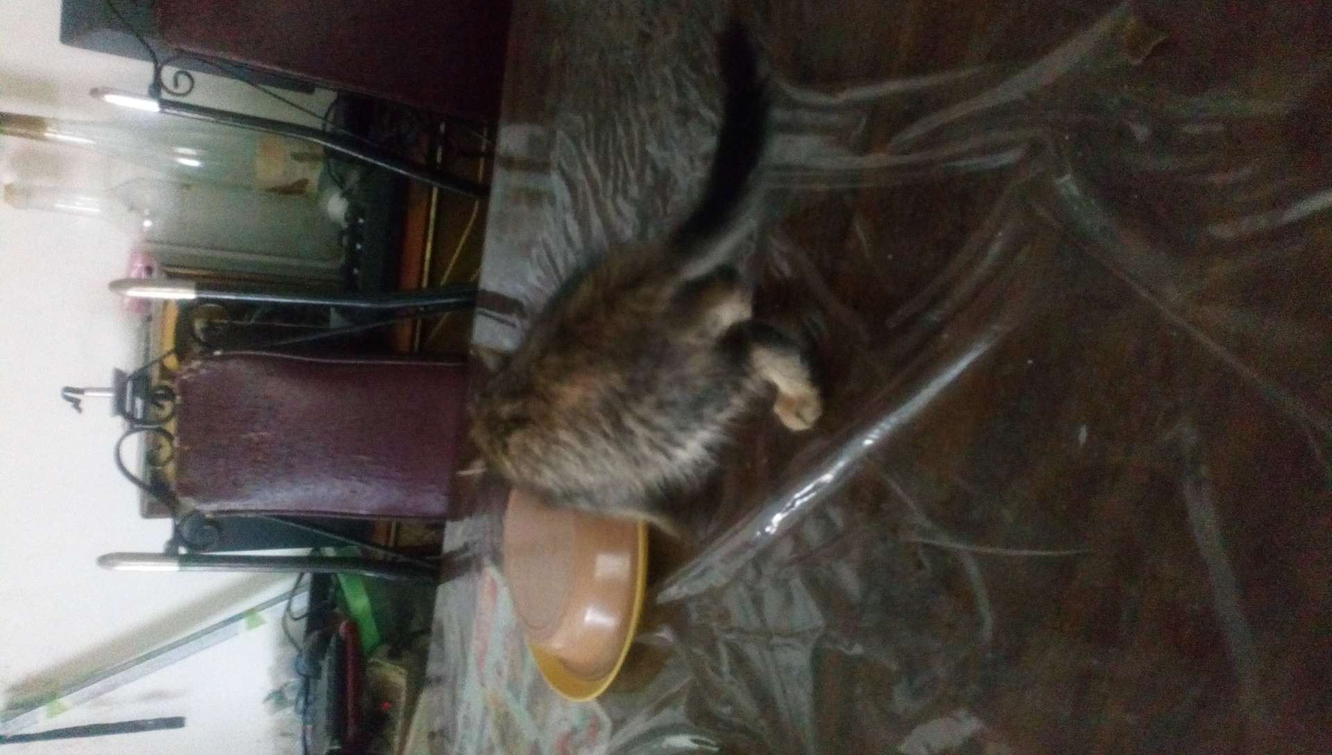 Gato con sistema de un perro