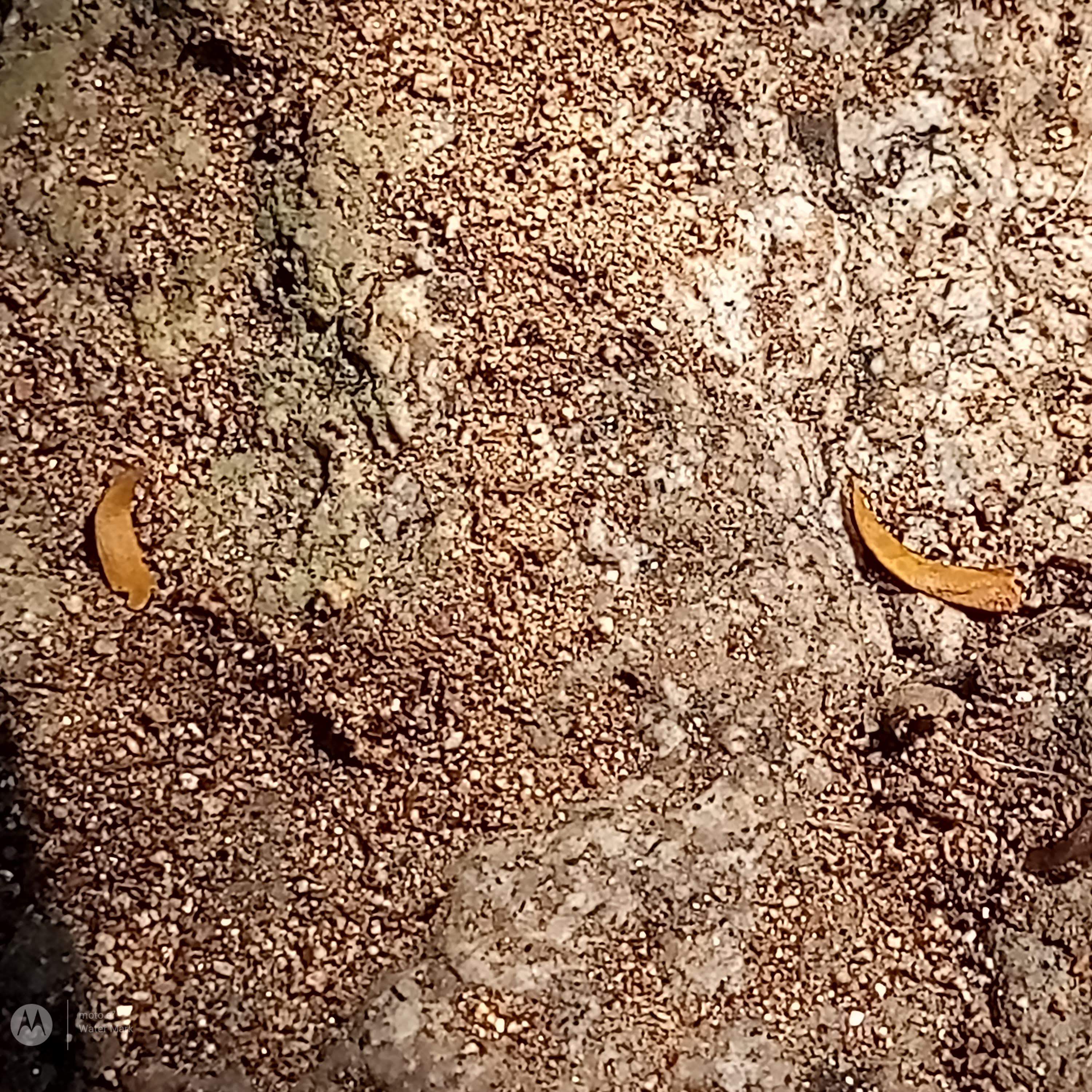 Ojuelos Dorados