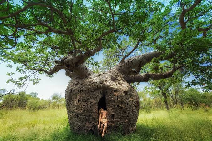 Boab prision tree