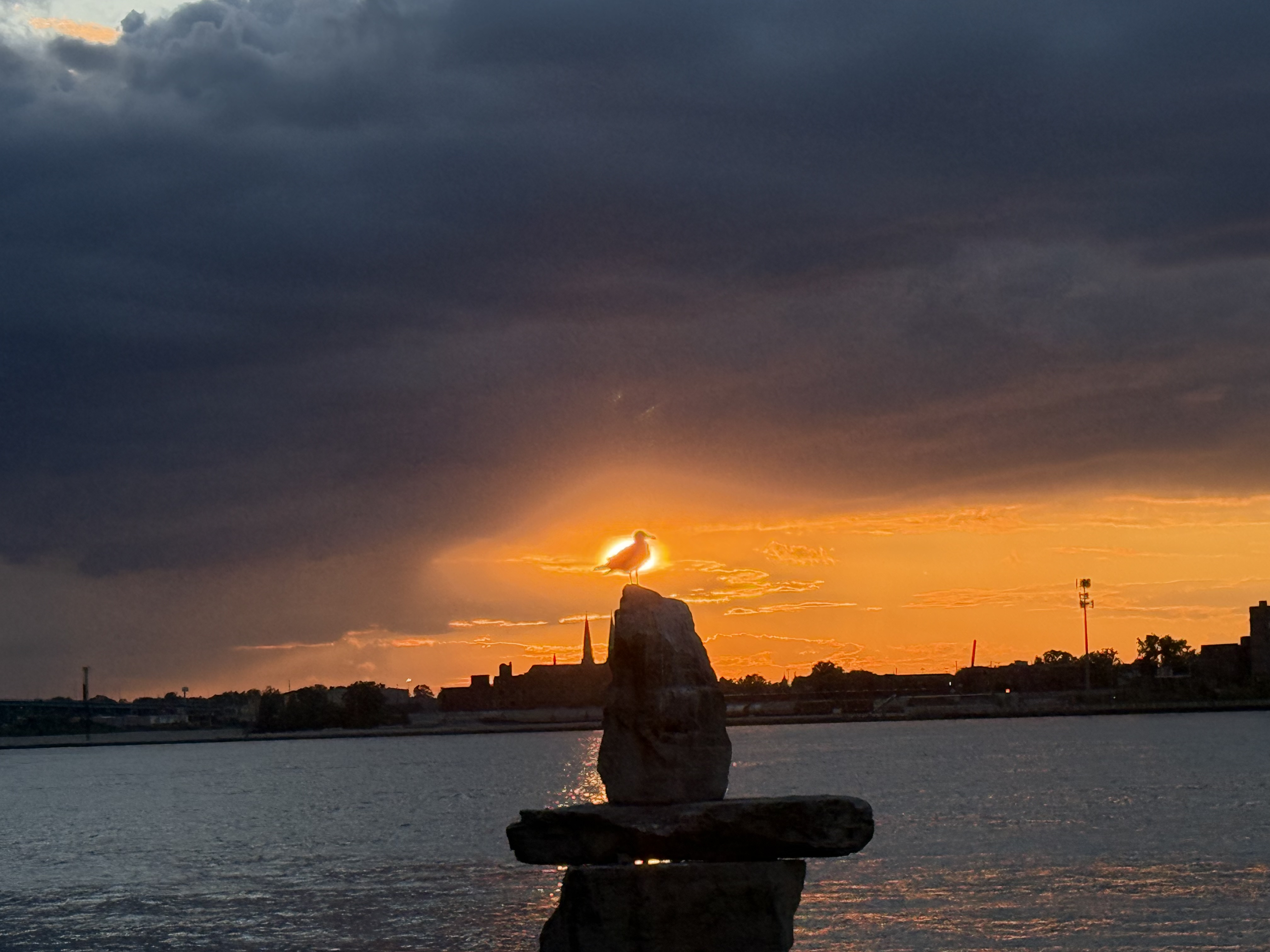 &bird sunset