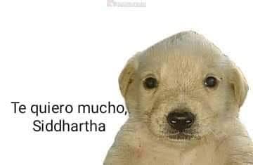 Te quiero mucho siddhartha