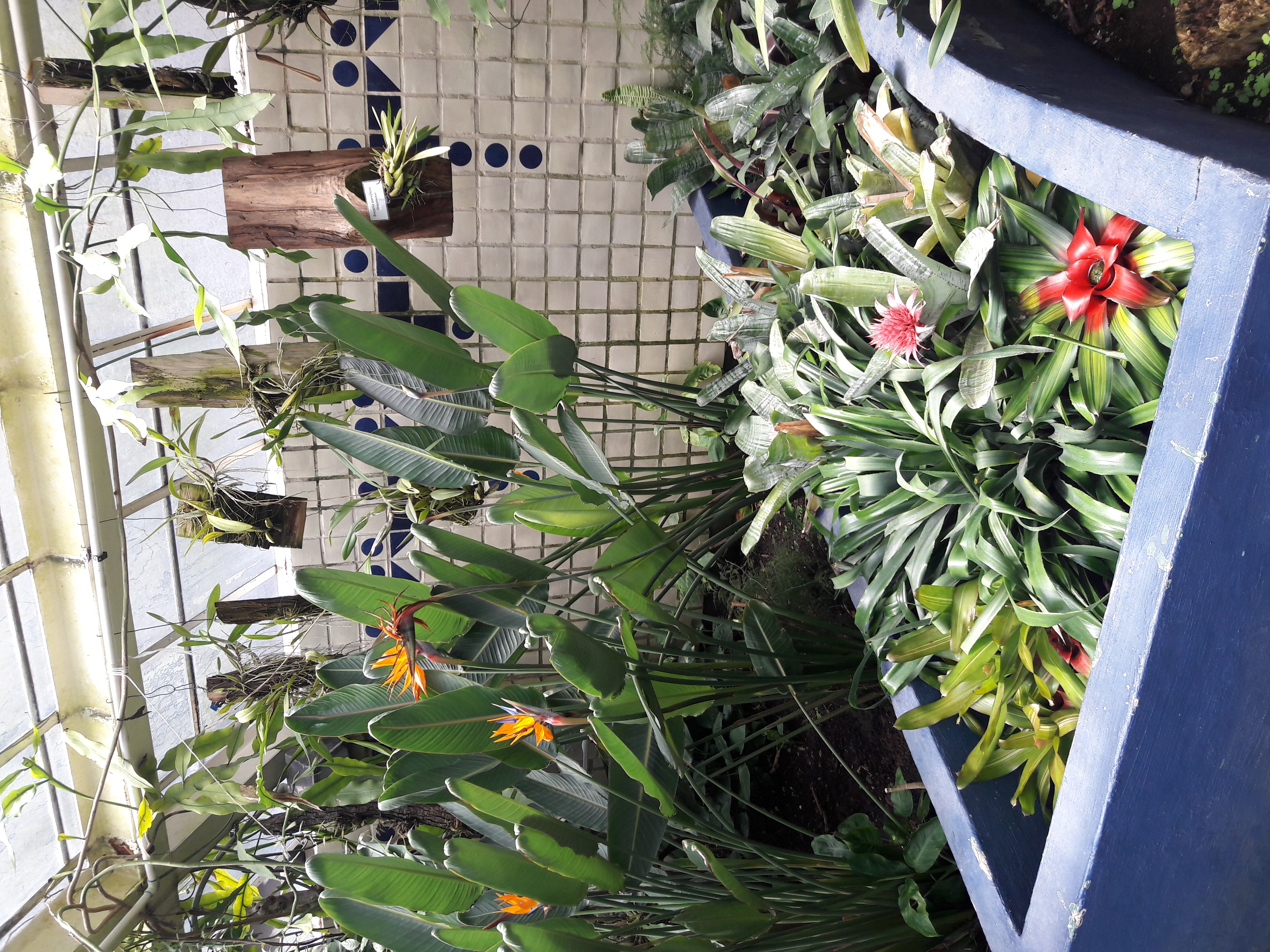 Jardín botánico de Chapultepec