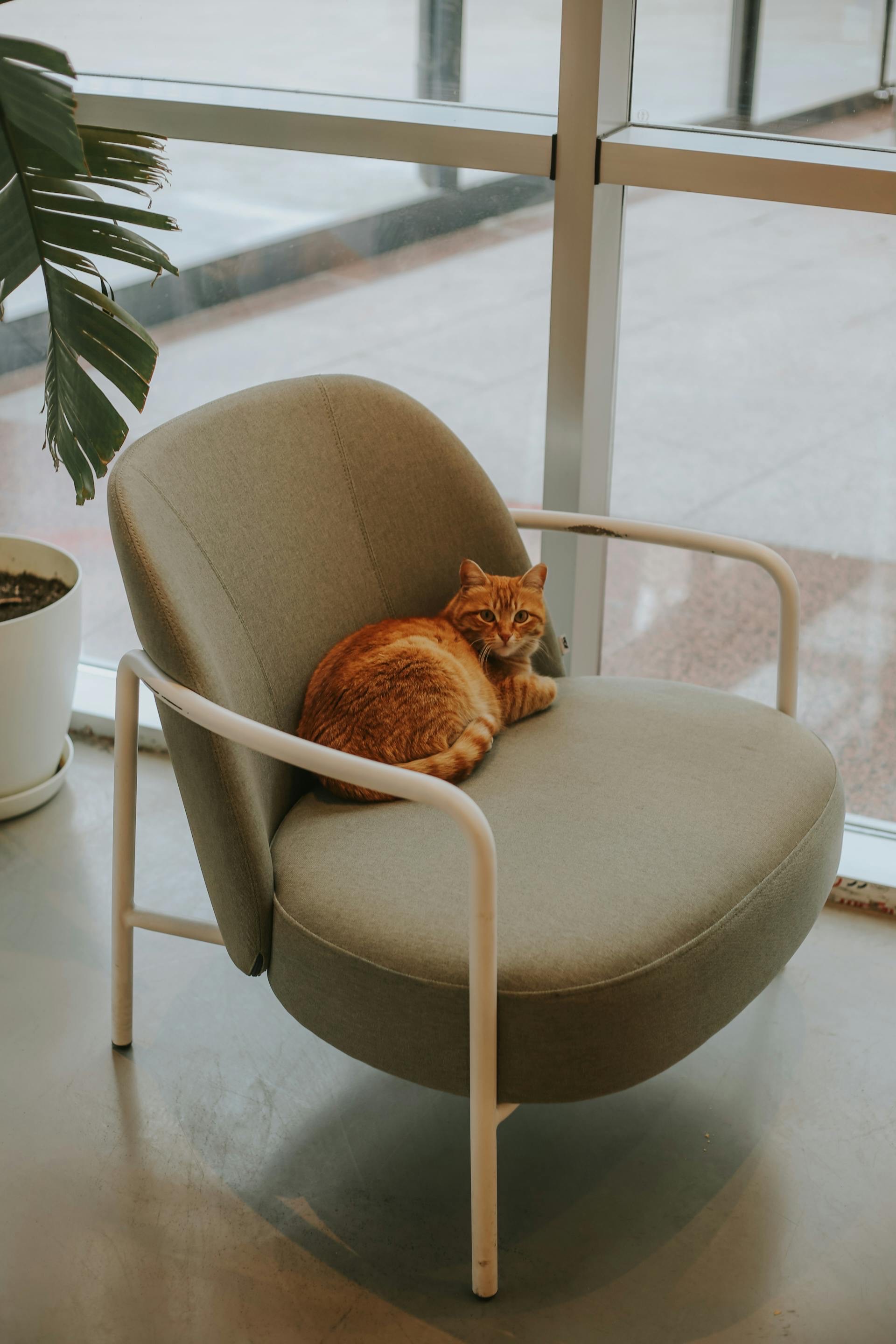 #thecozypet
