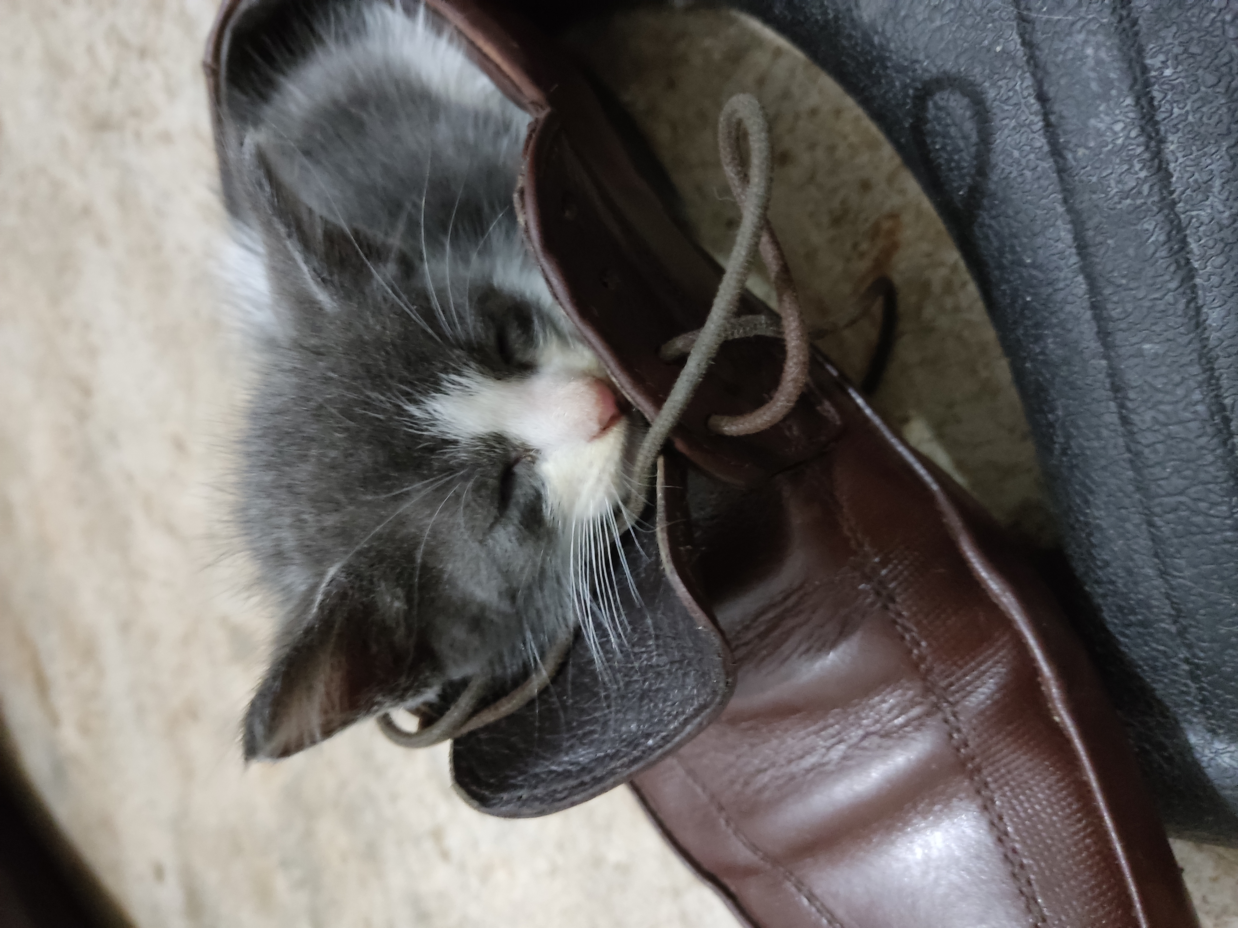 Mi gato