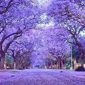 Jacaranda trees