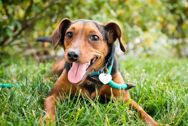 Happydog