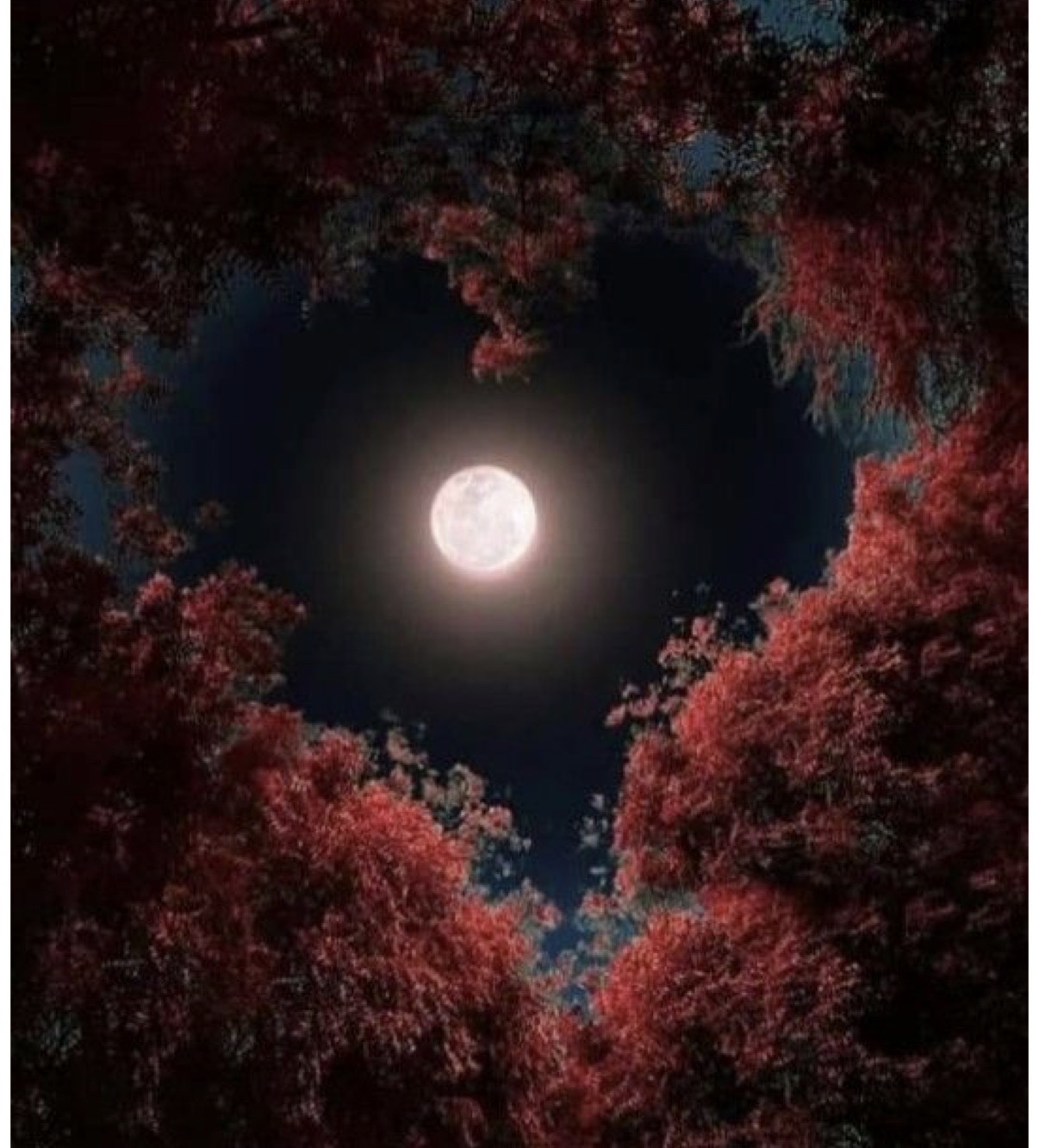 moon of love.