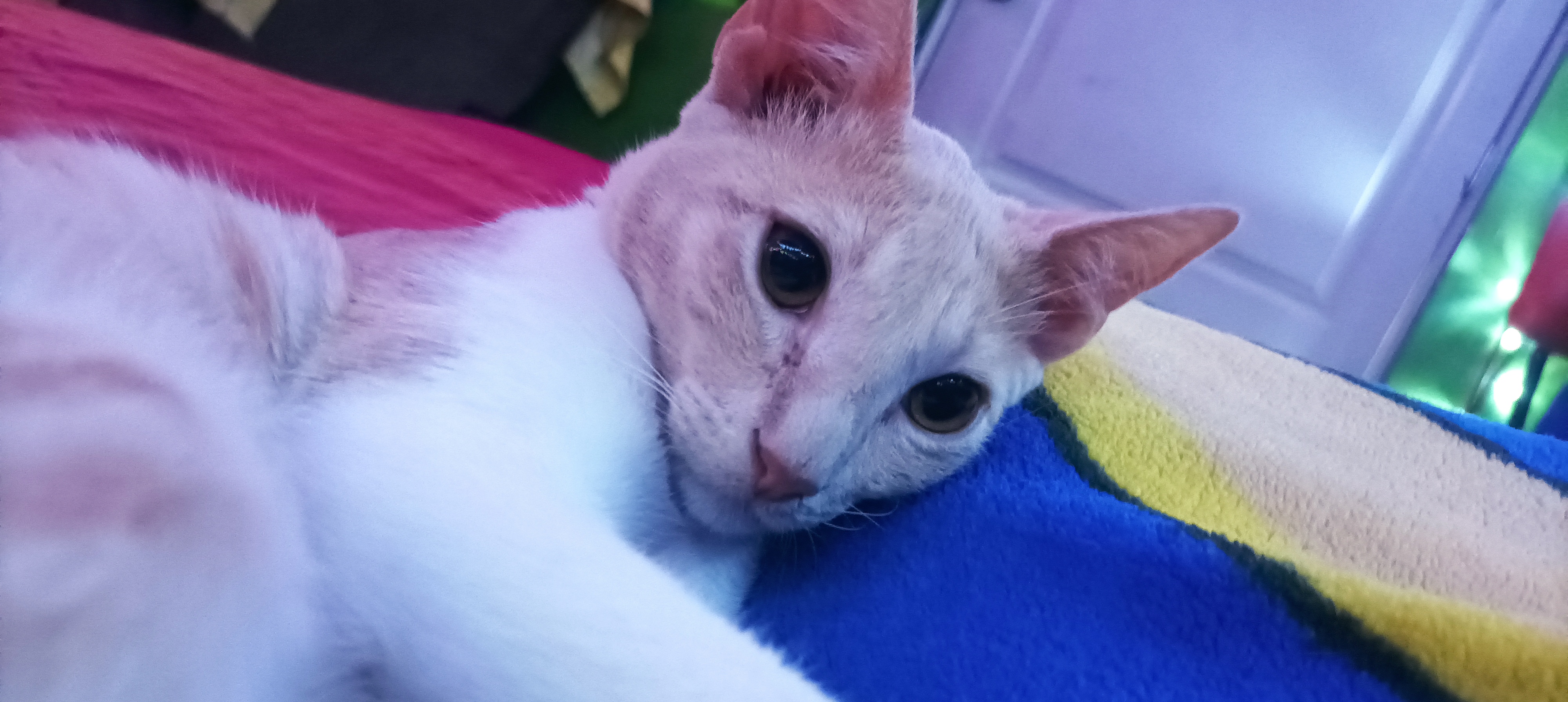 Gato ❤️