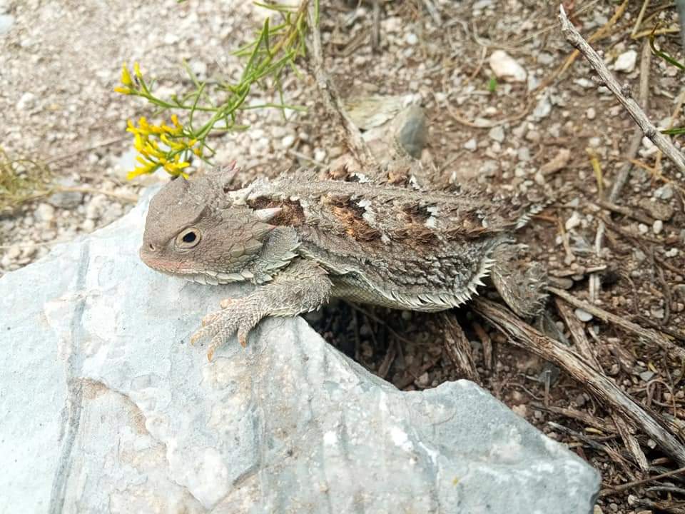 Camaleón del desierto