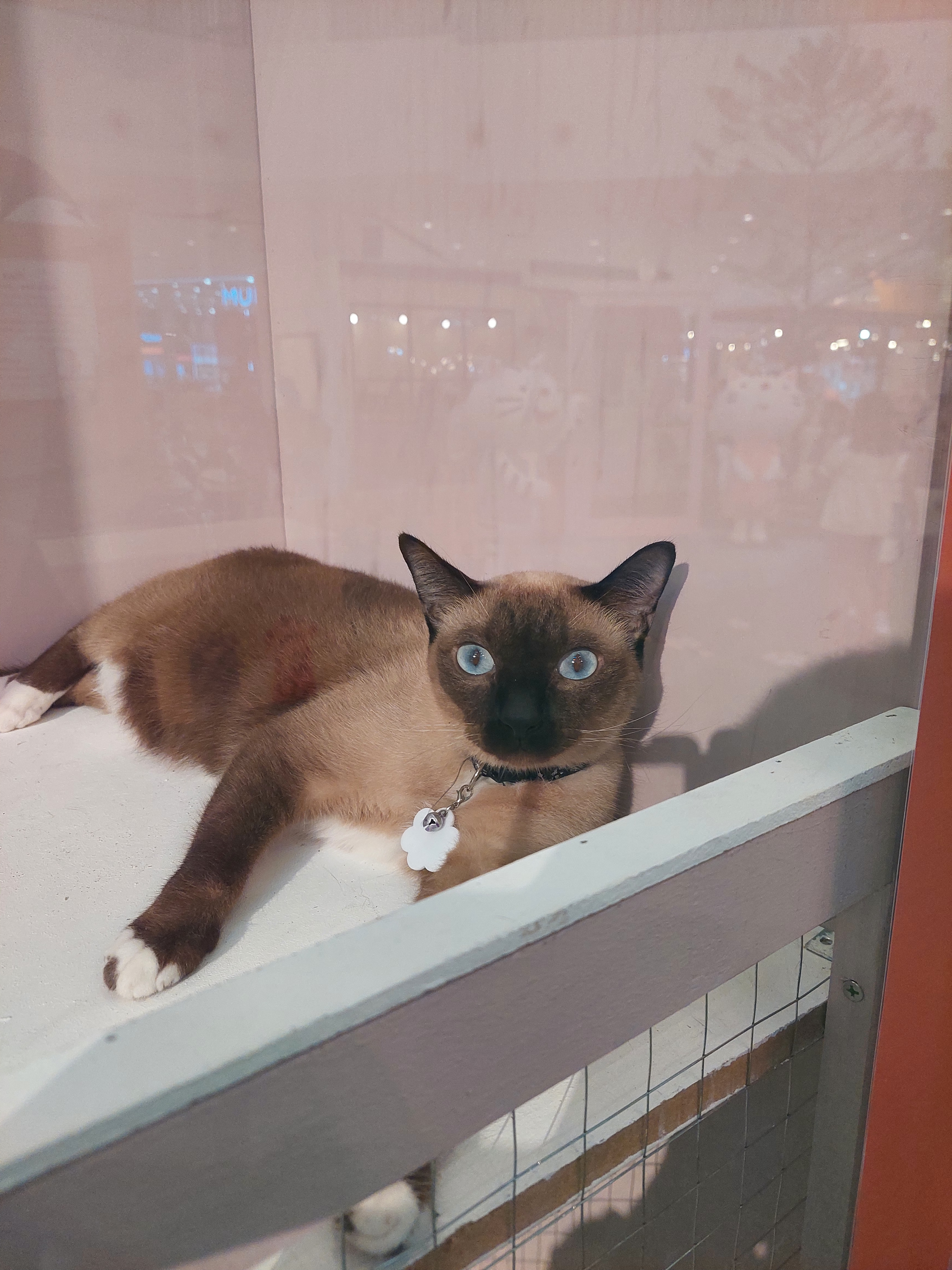 Siamese Meaow