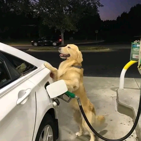 Ahorita le cargó joven