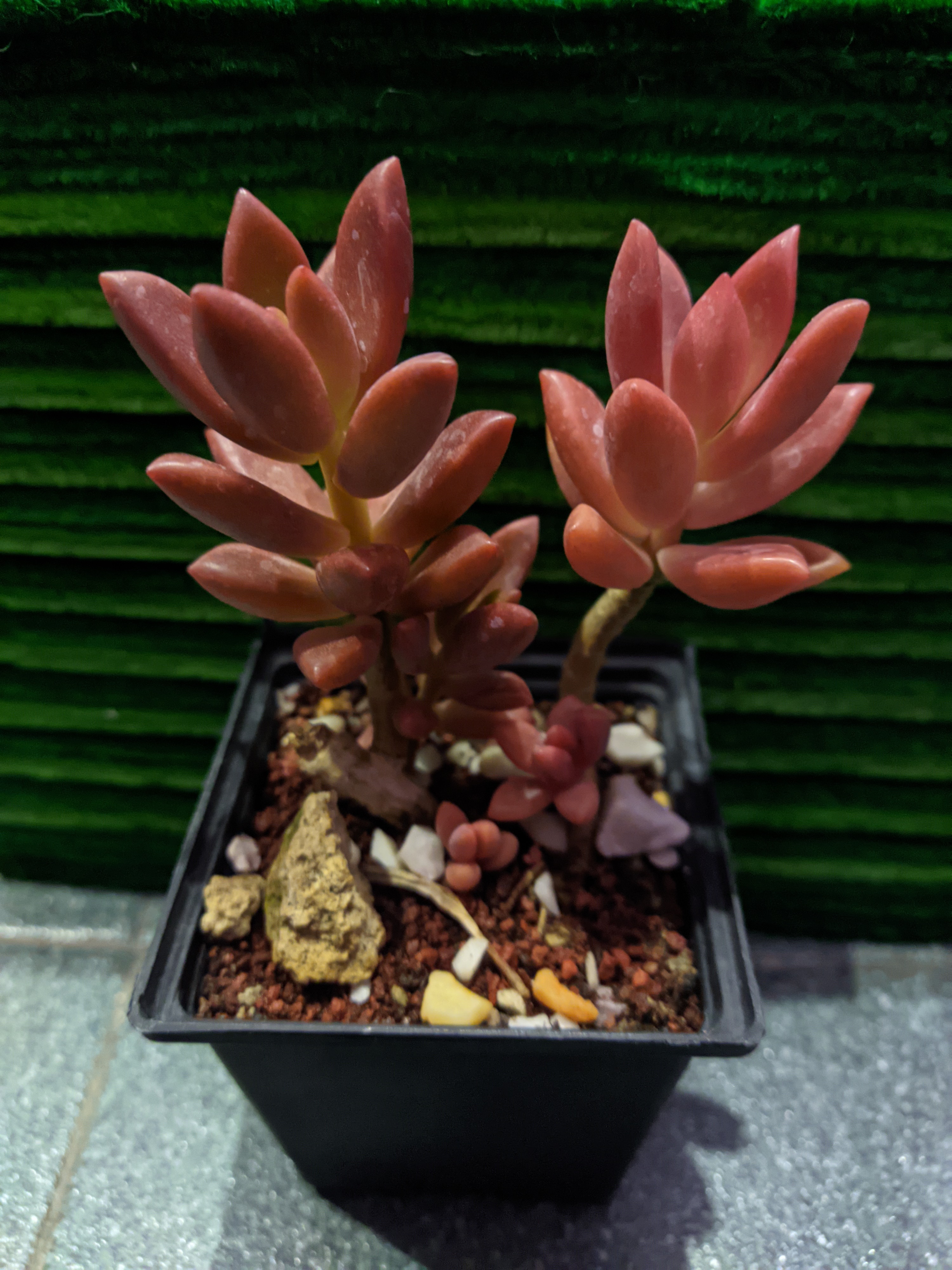 Graptosedum bronze
