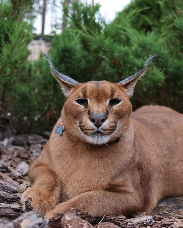 Caracal