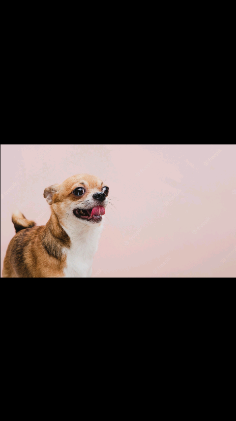 Happy dog