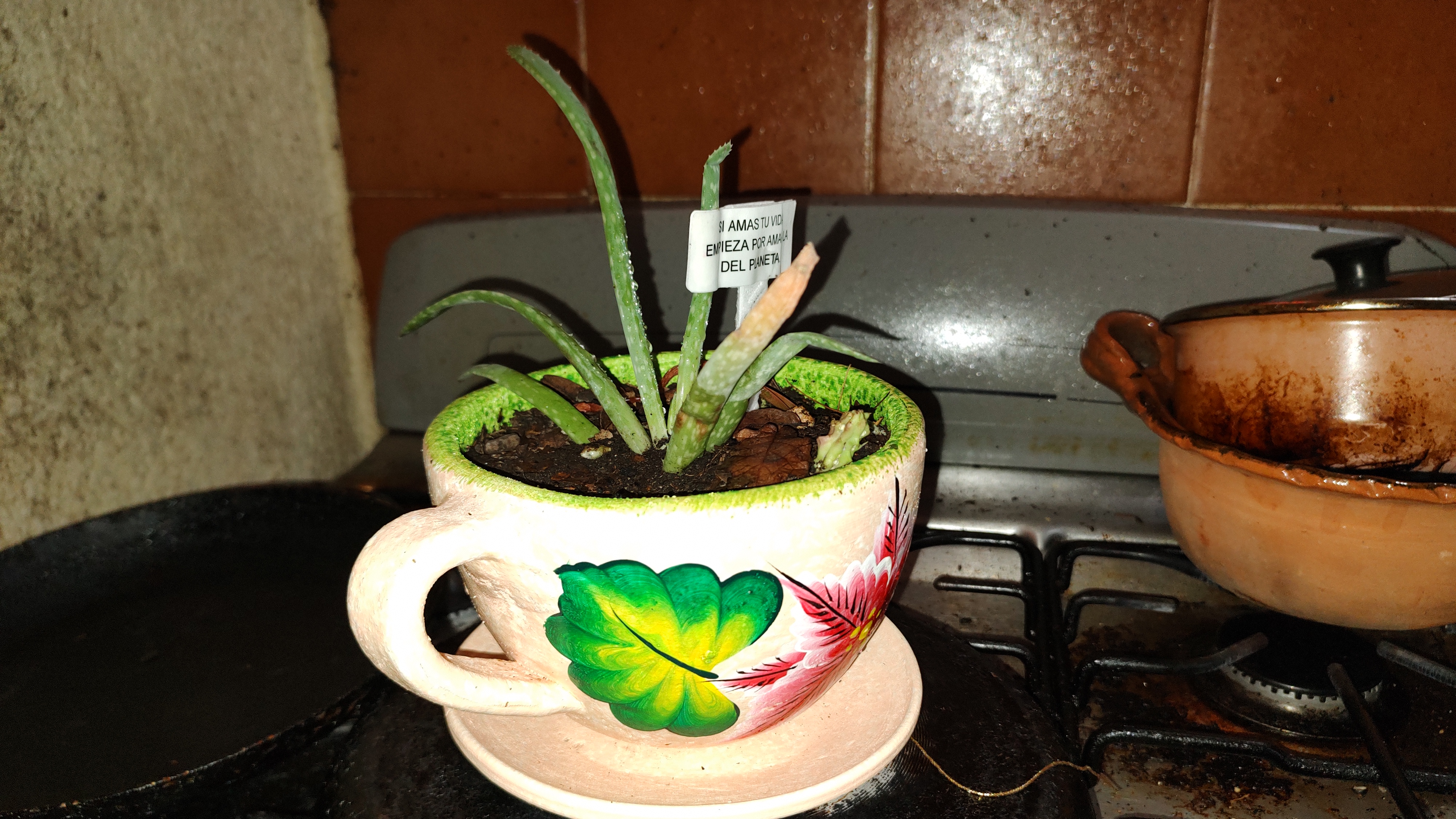 Amor a las plantas 😊