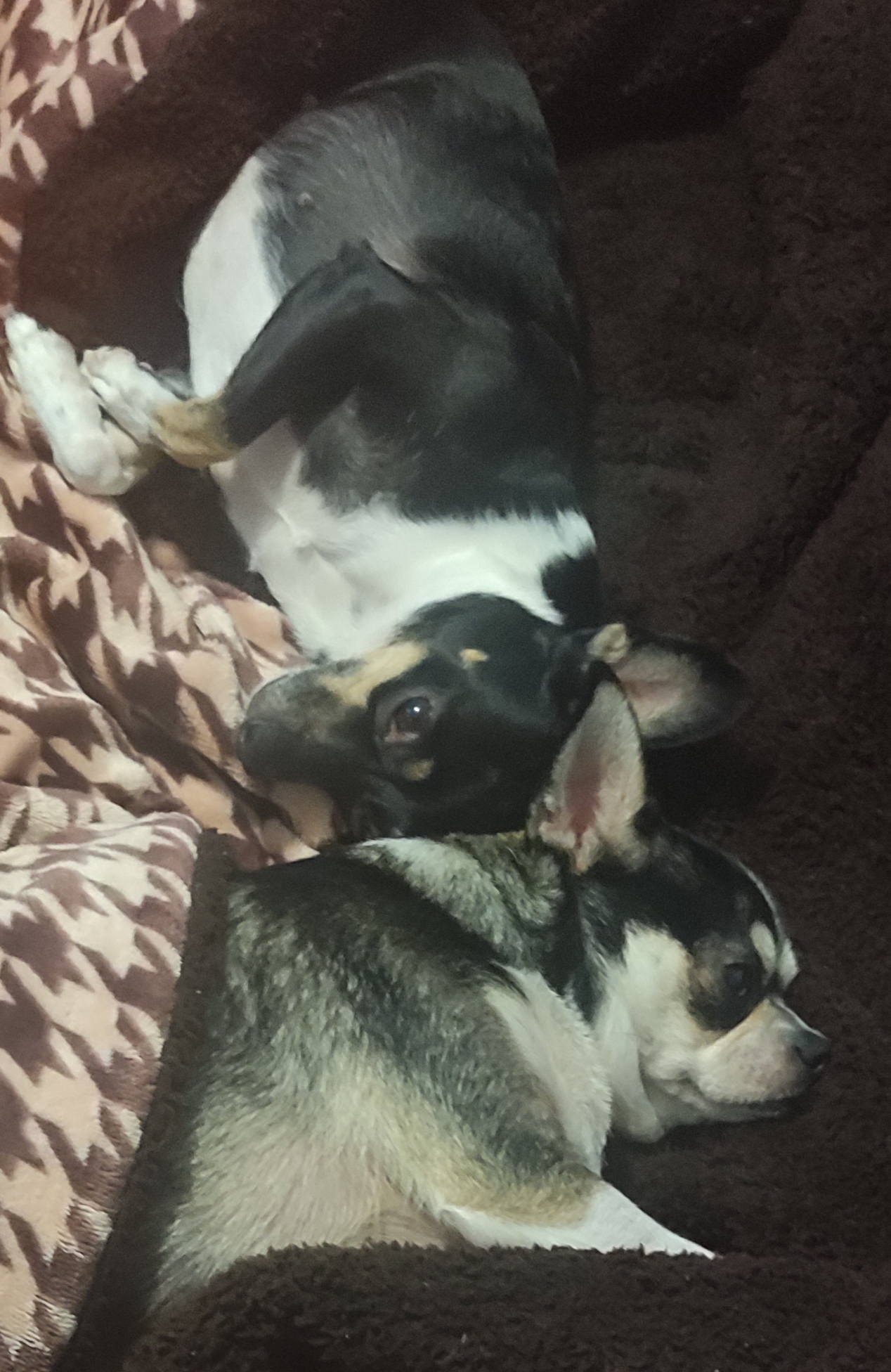 Amor de hermanas