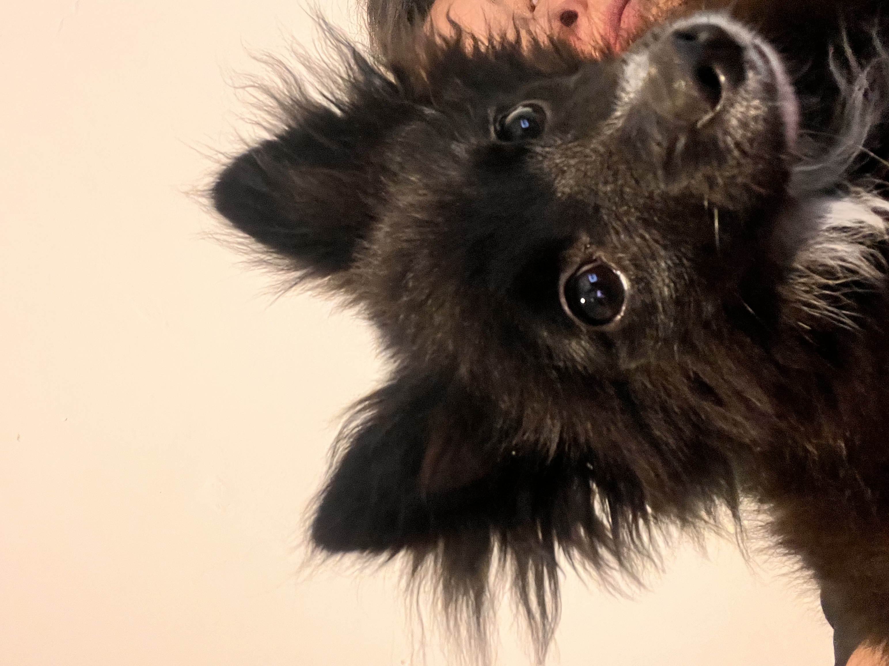 Blackie