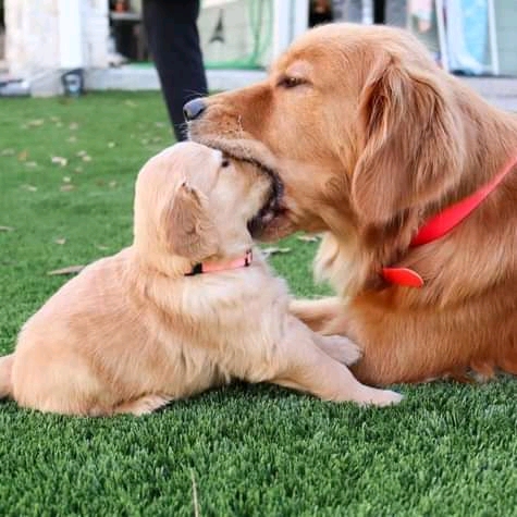 A ver los dientitos....