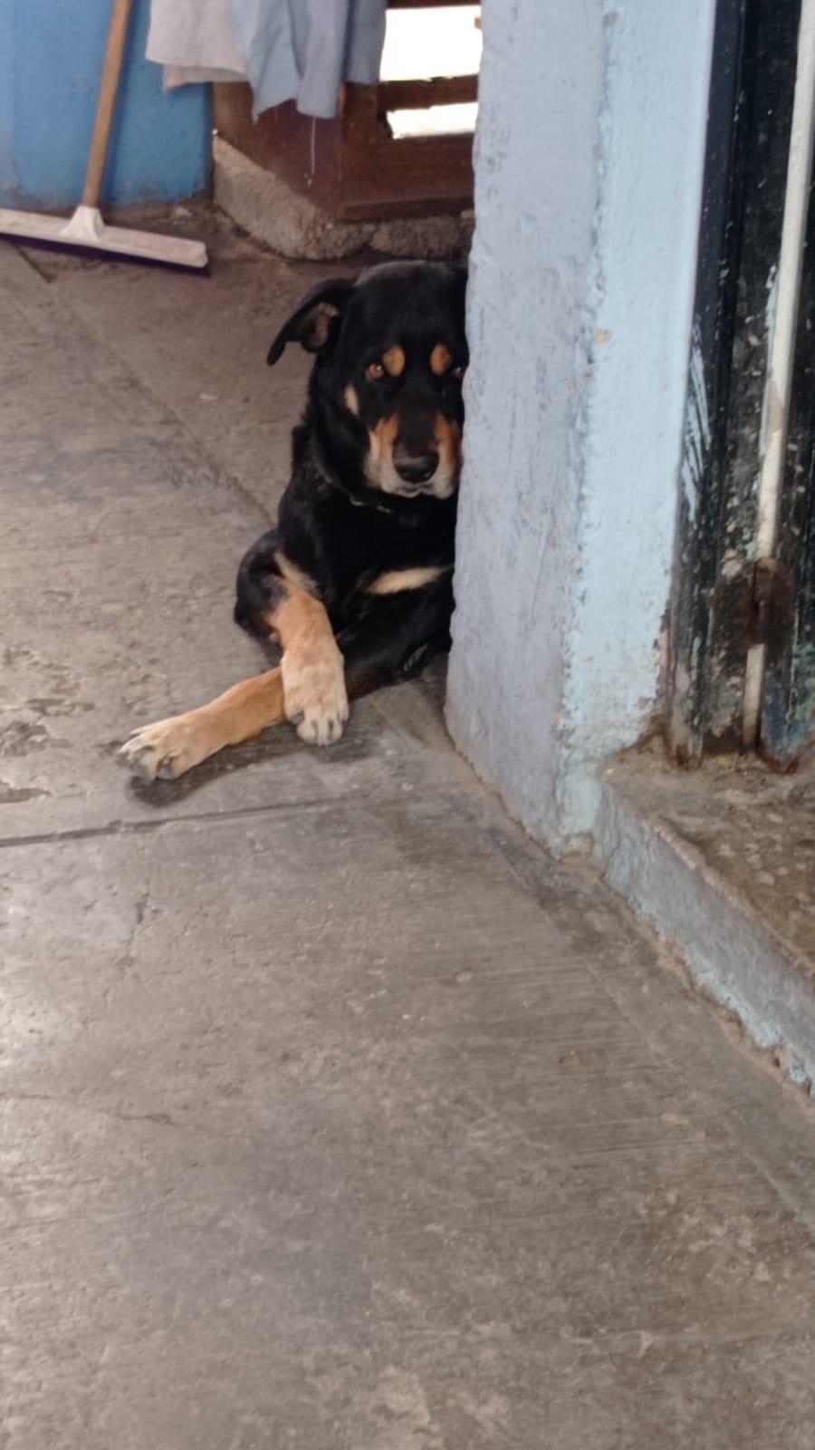 Rufus