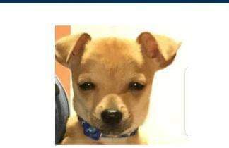 Perrito juzgador 40
