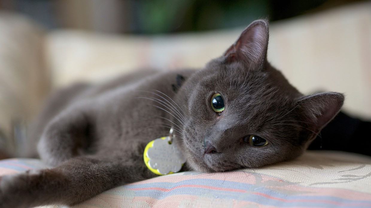 Déjame dormir humano