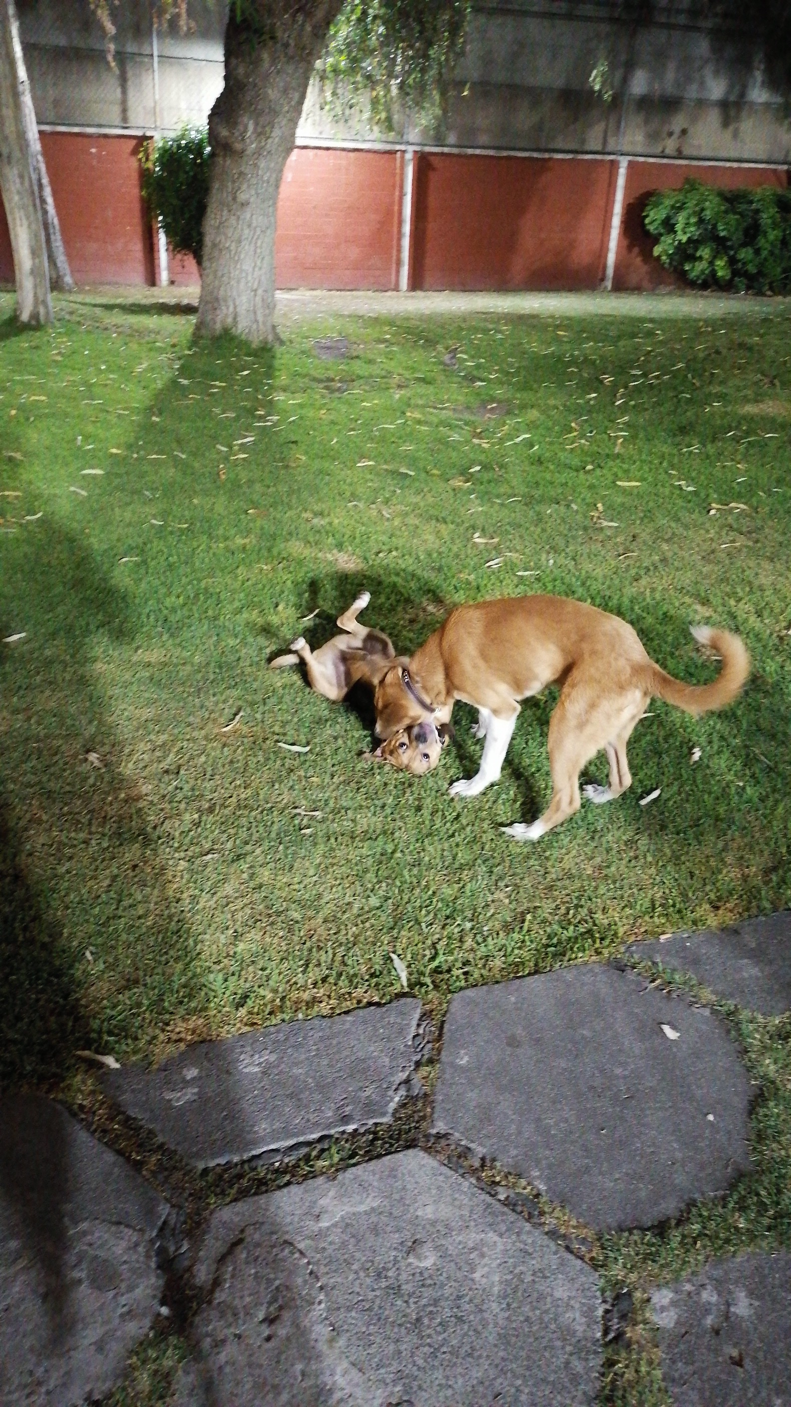 Perritos