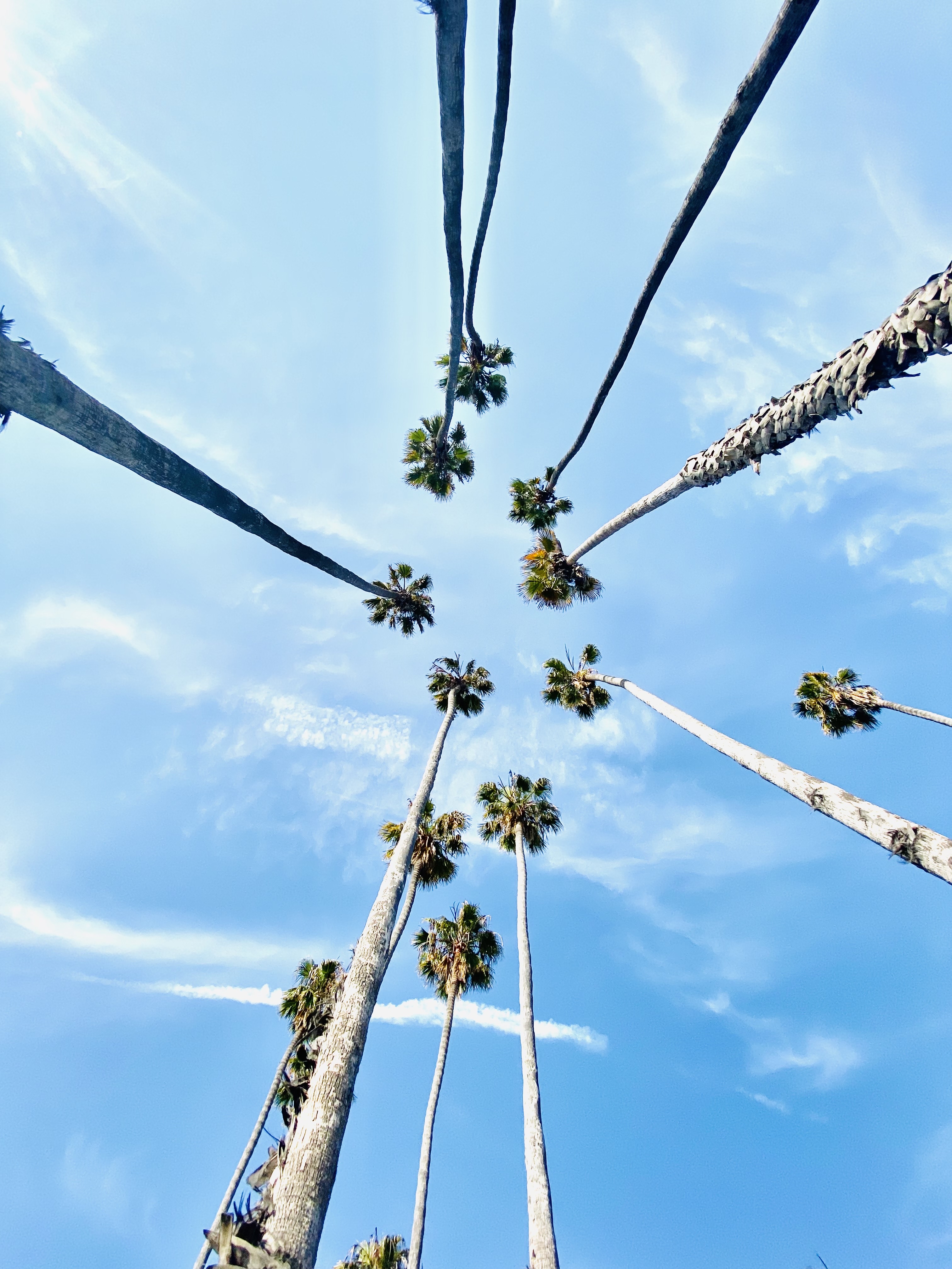 California Dreamin'