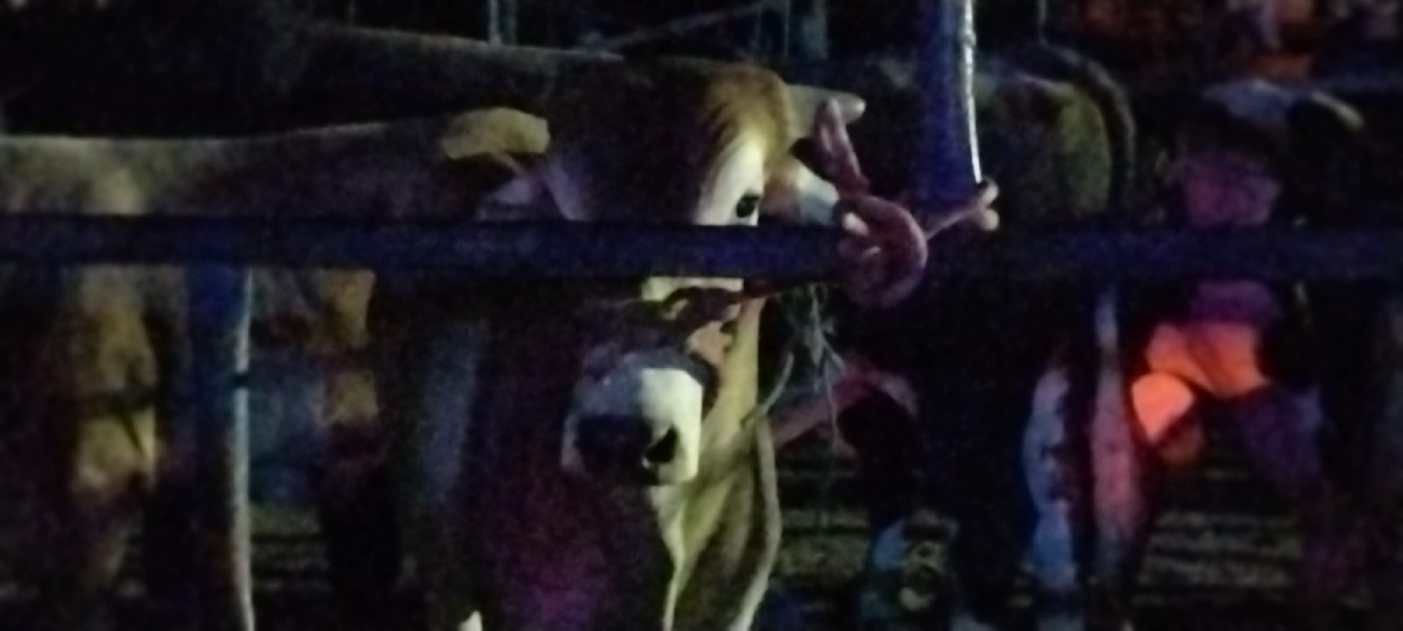 El torito