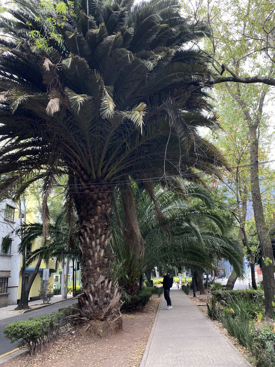 palmas