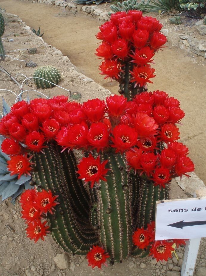 Flor de captus roja