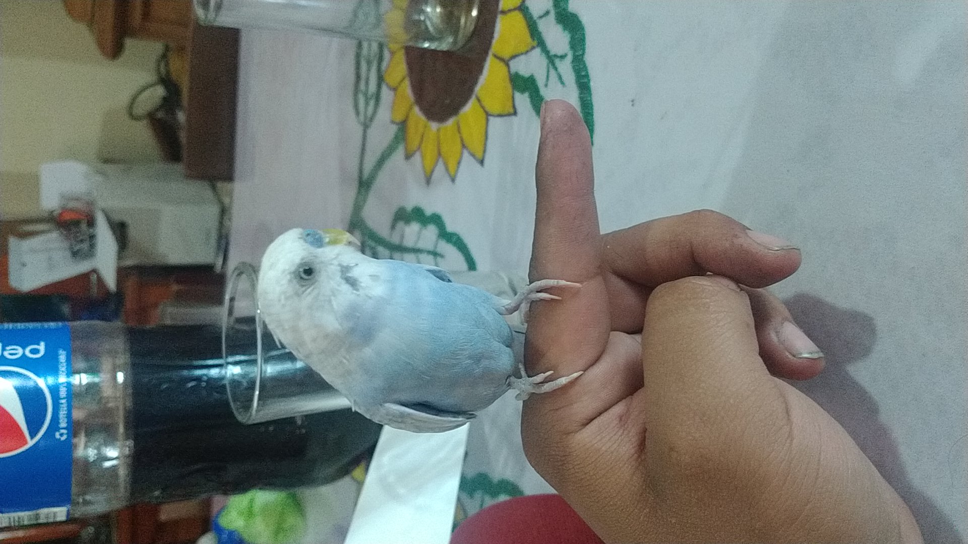 Tengo el pájaro en la mano