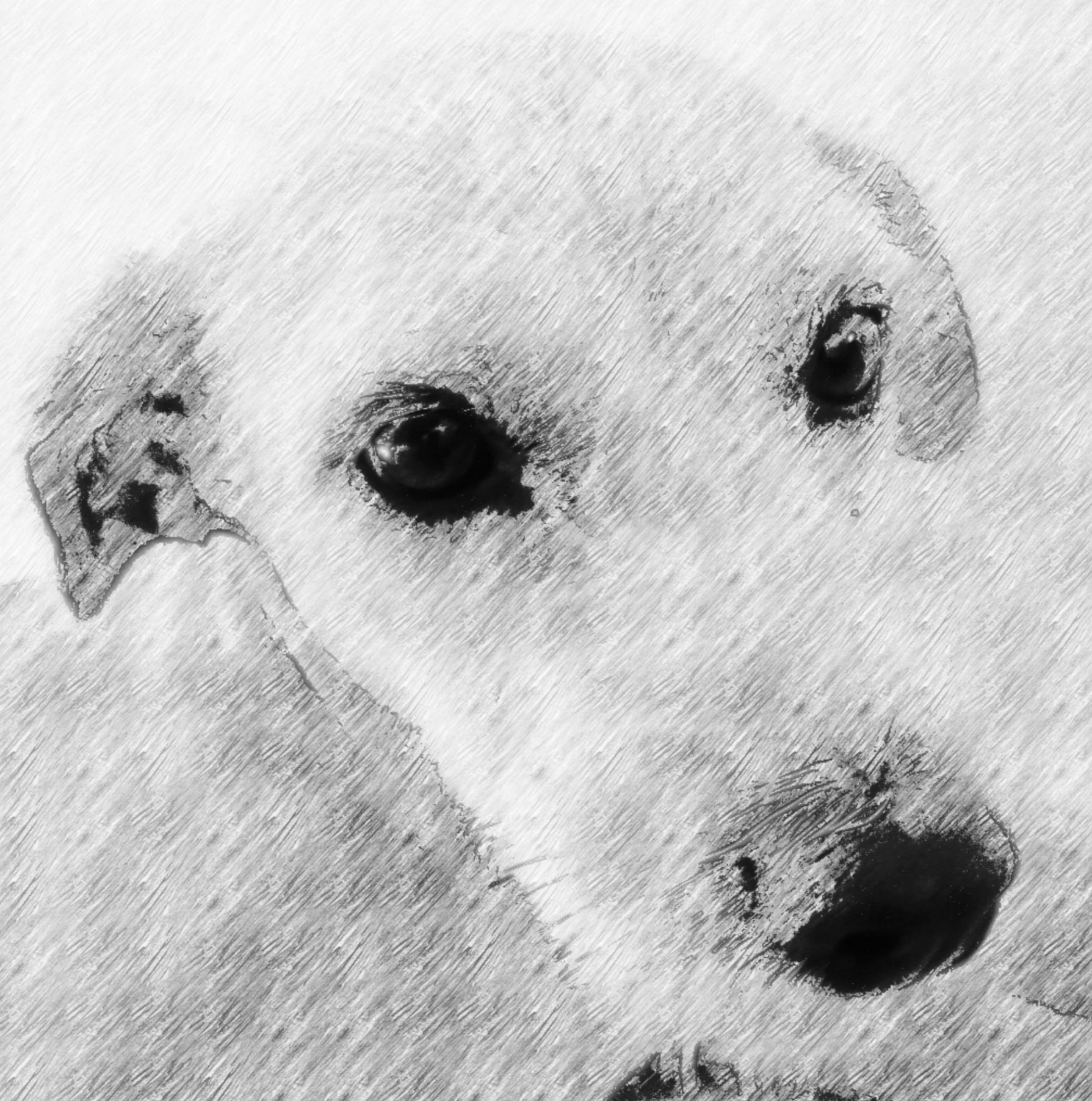 Boceto perrito