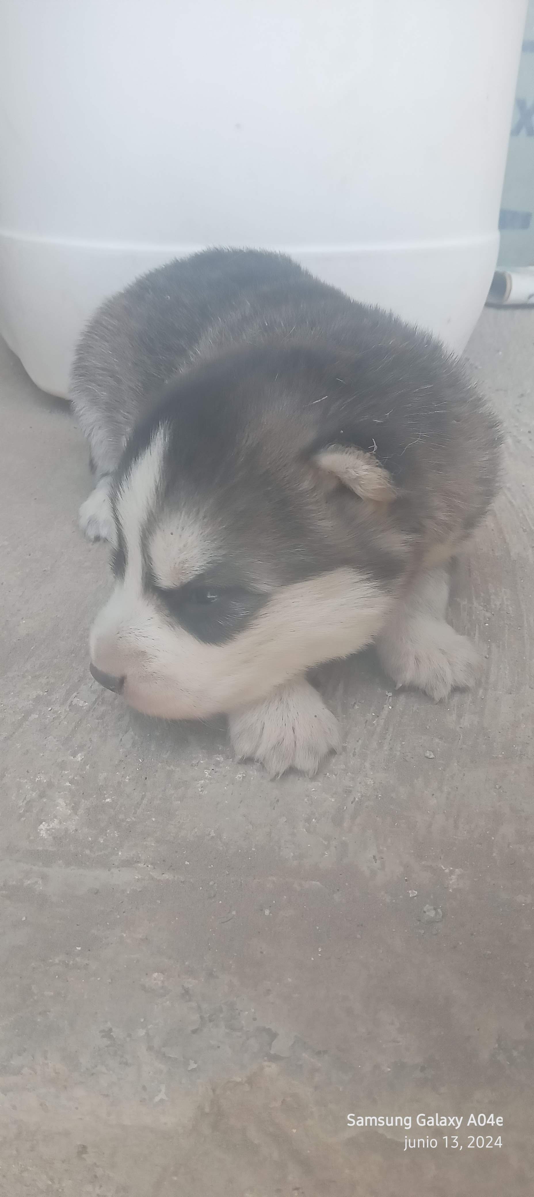bb