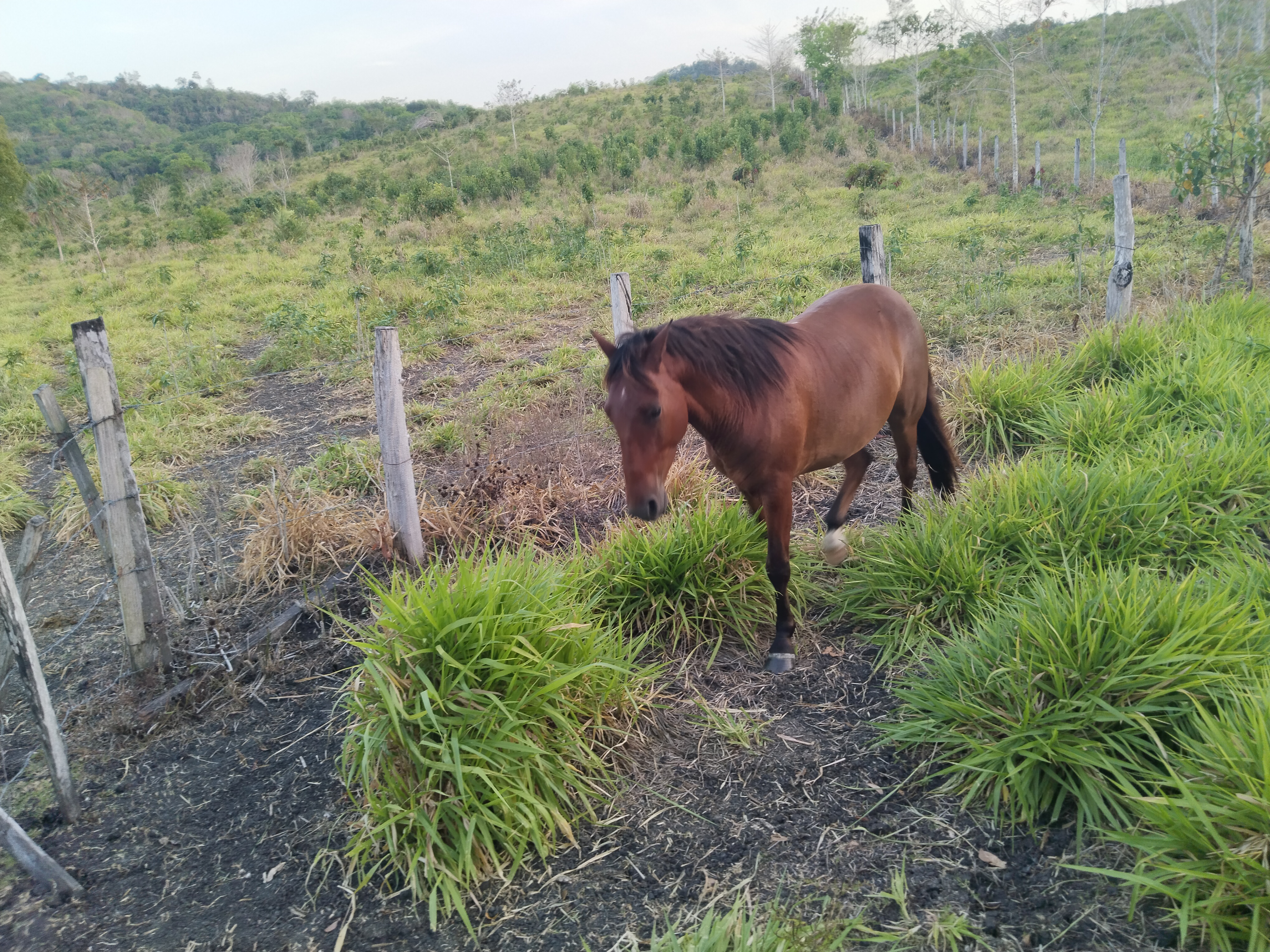 En el rancho