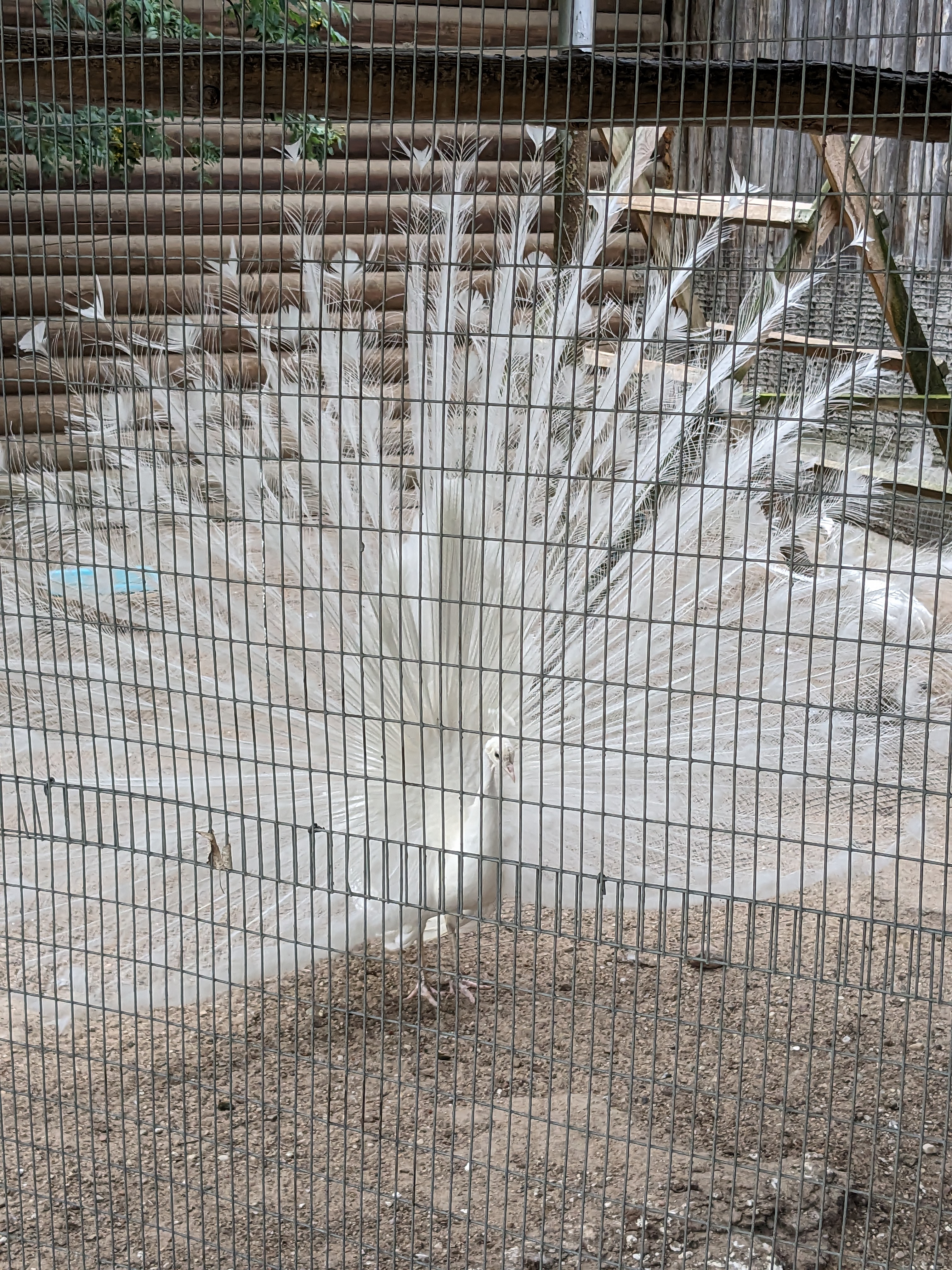 Peacock