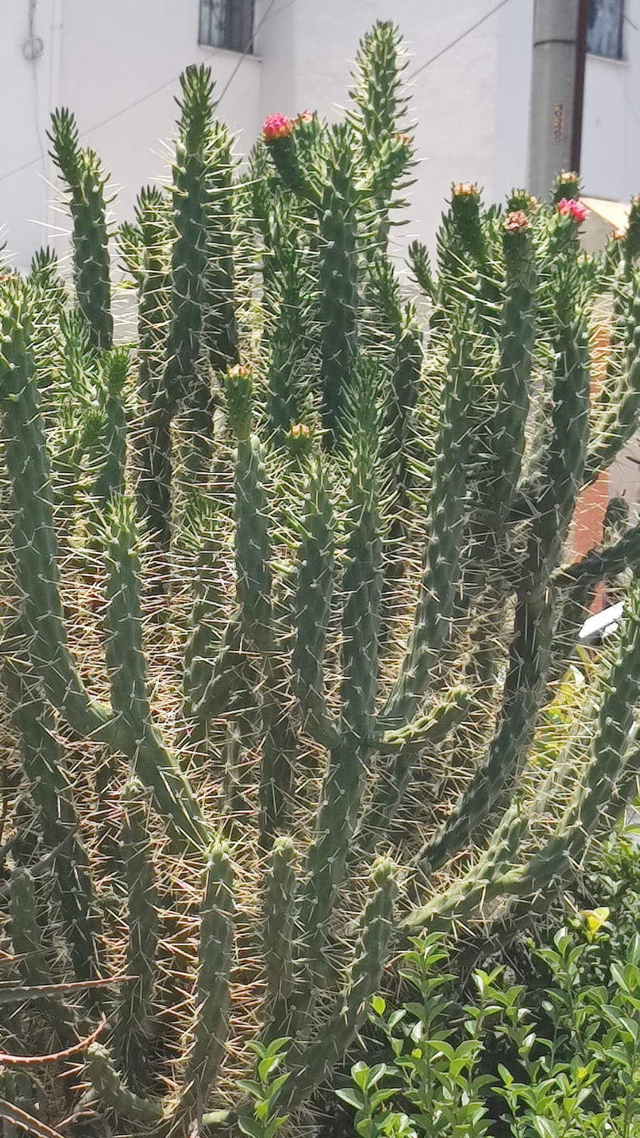 Captus