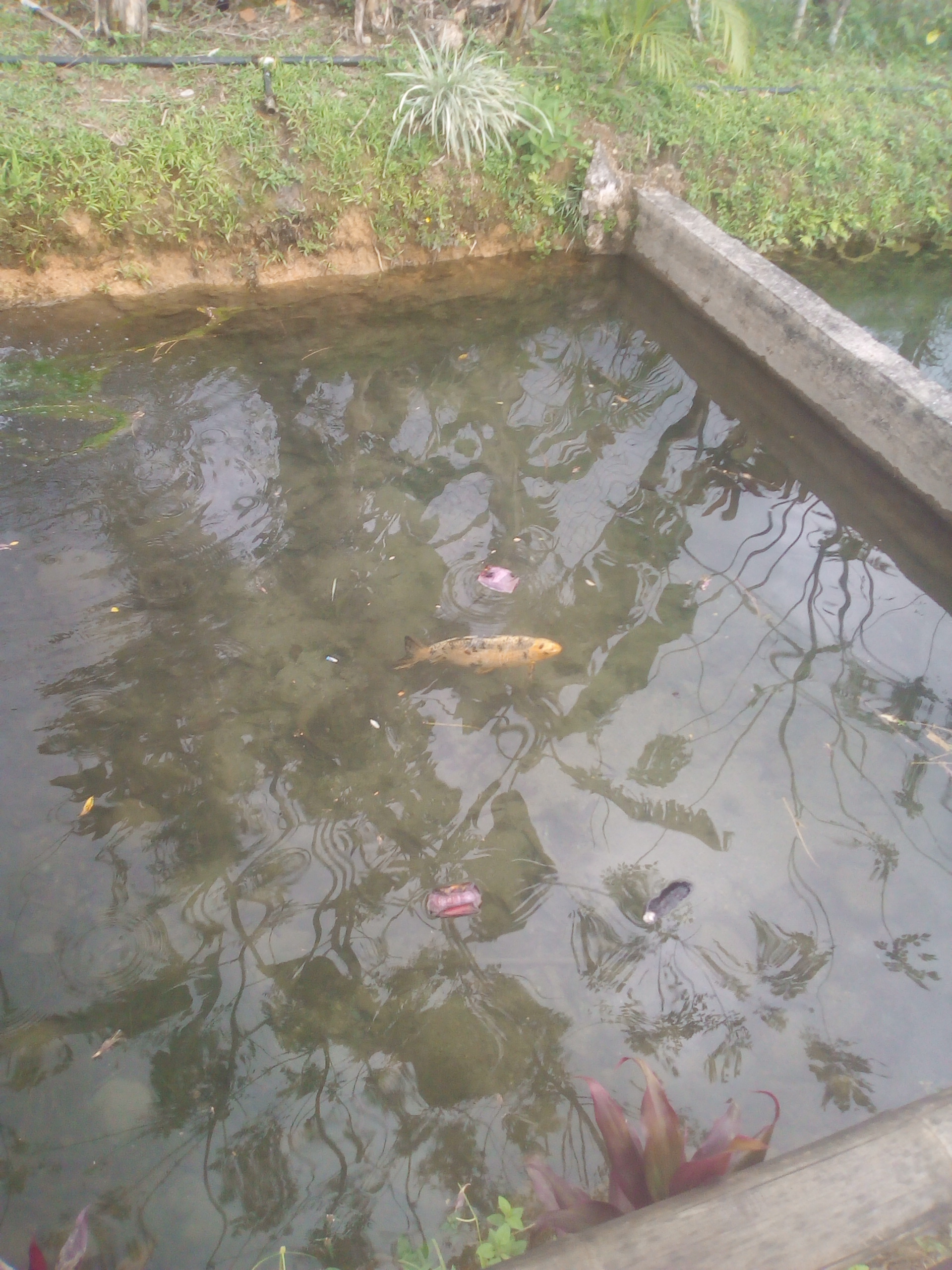 Peces ocultos