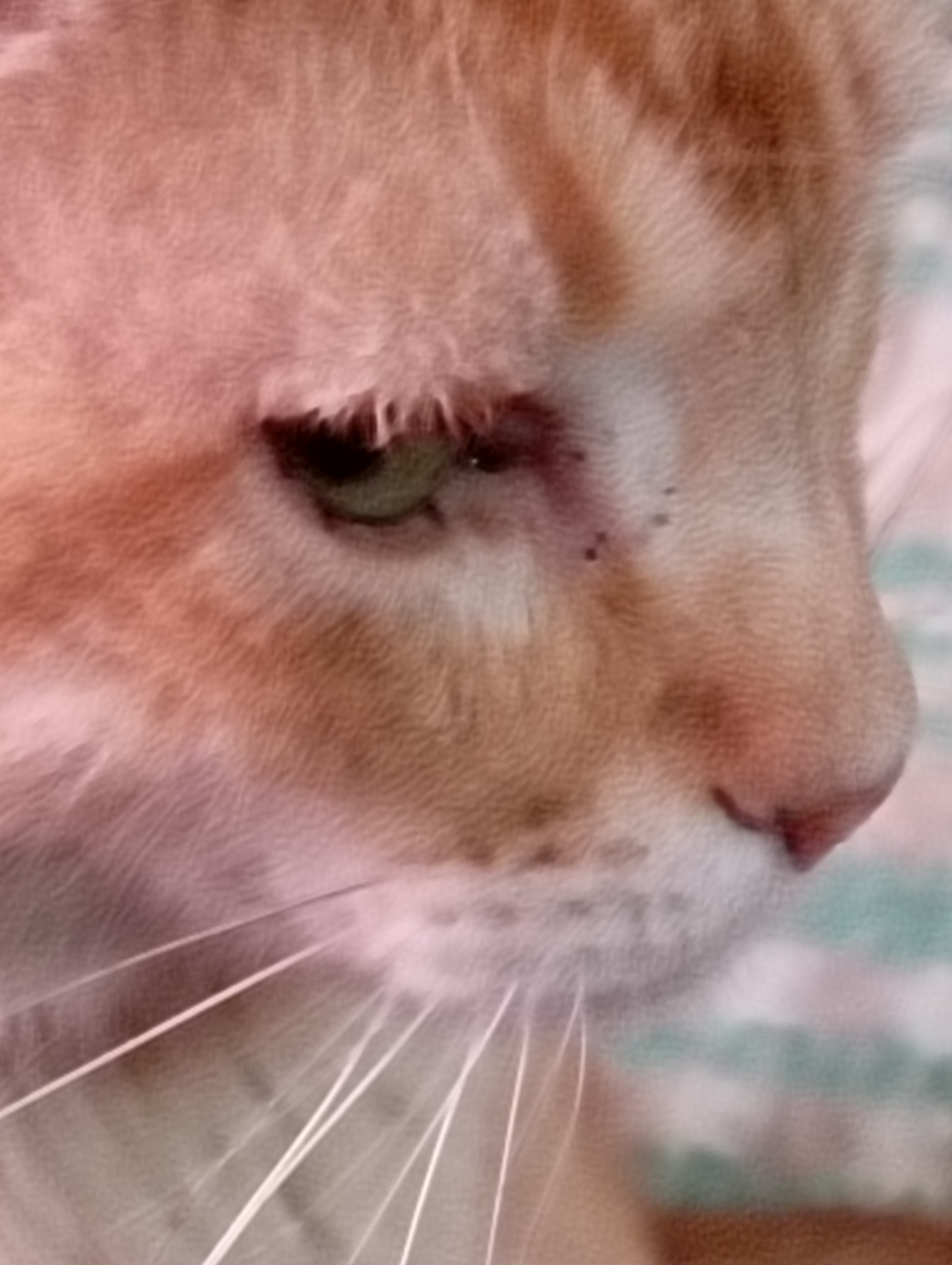 Wero, el gato más guapo.. QPD