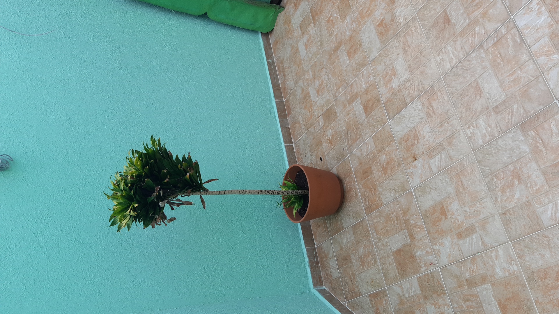 Planta