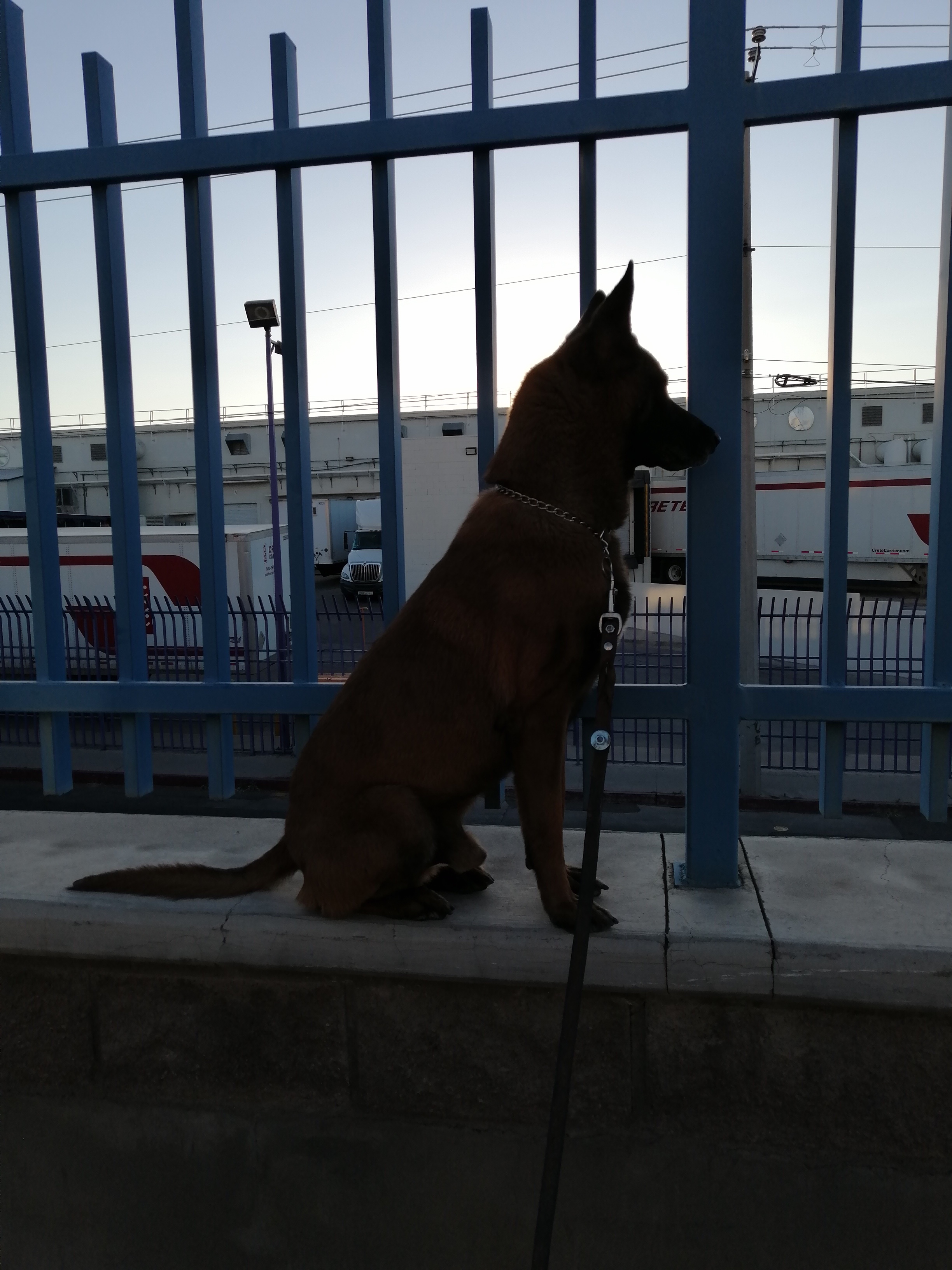 K9