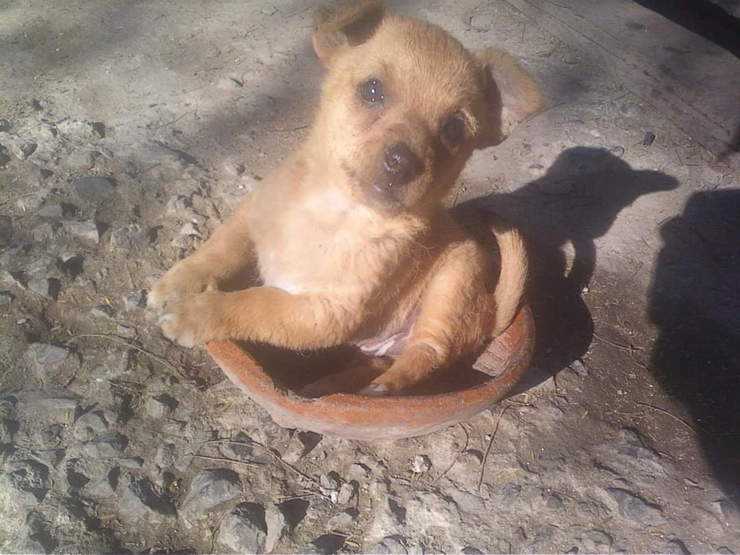 Perrito molcajetoso