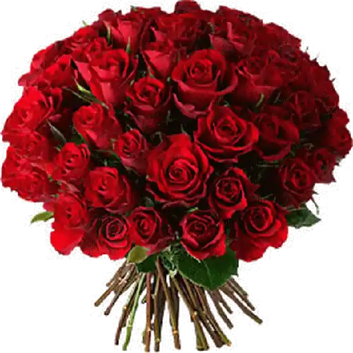 Rosas