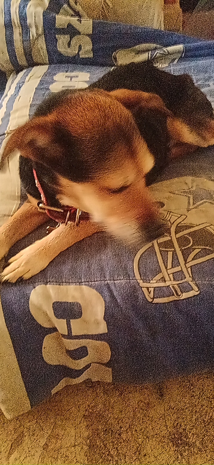 Dog Love