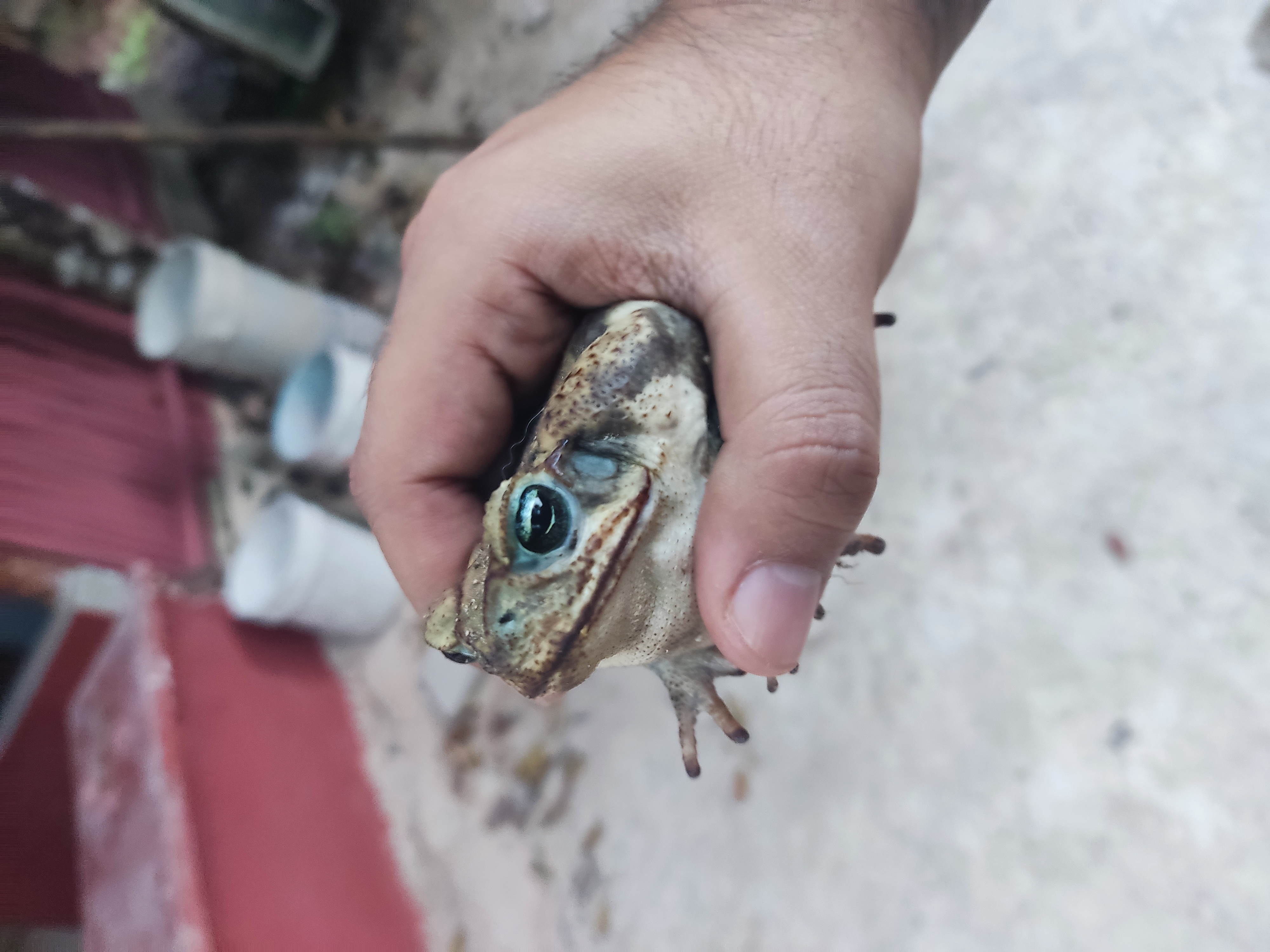 El sapo.jpg