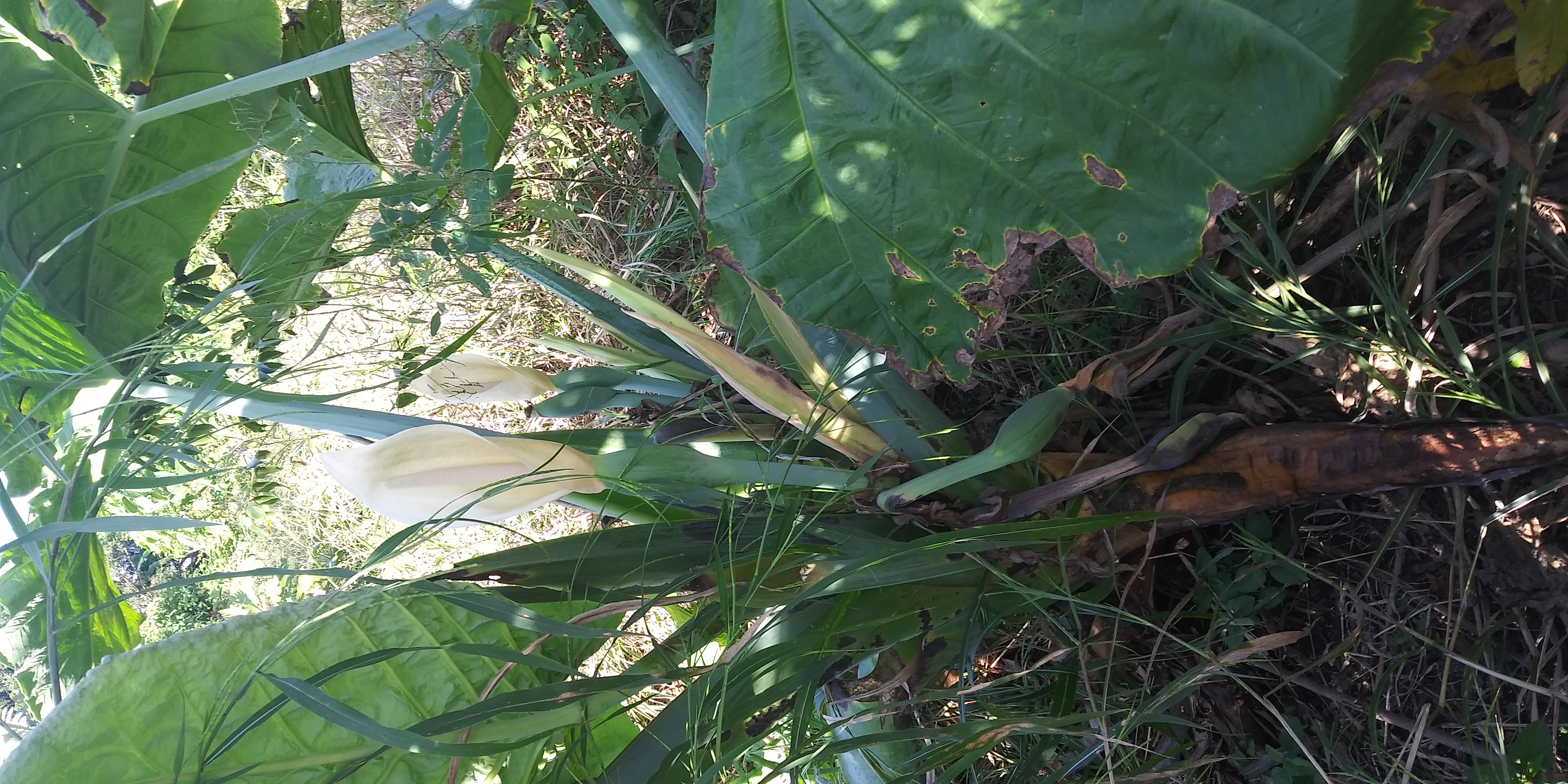 Una flor en el campo