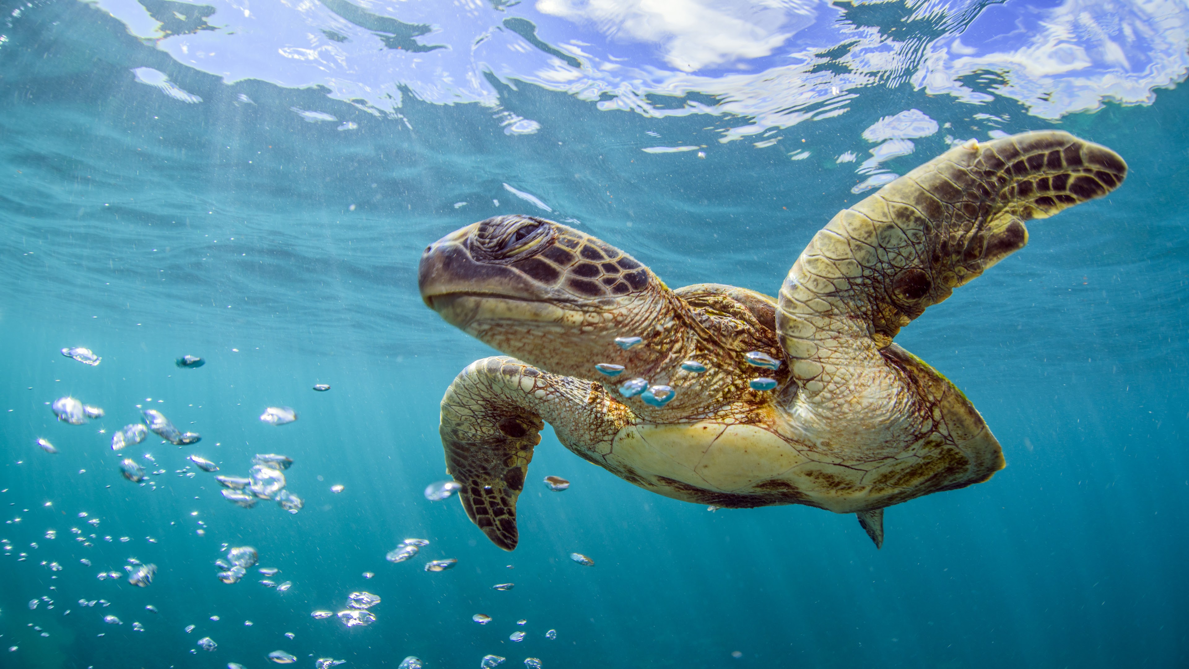 Tortuga