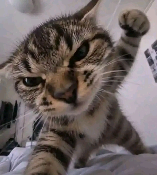 One punch cat