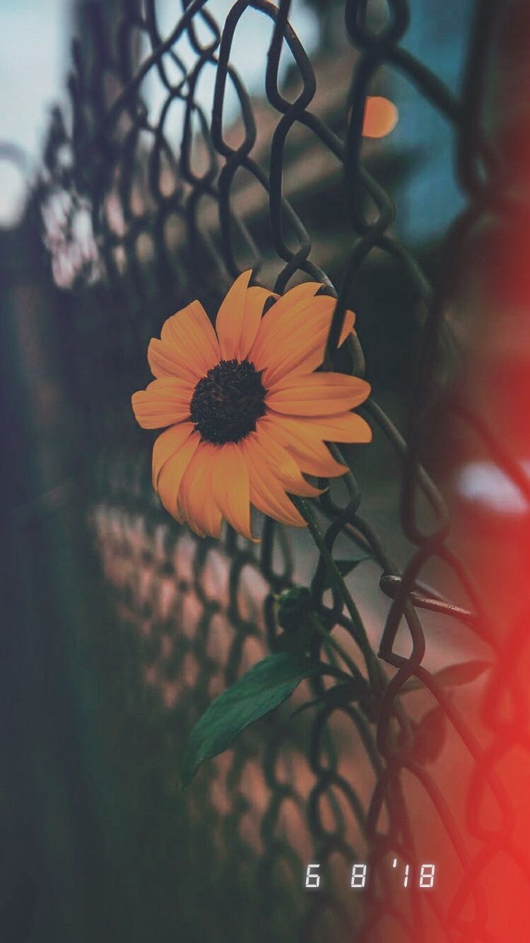 C.
