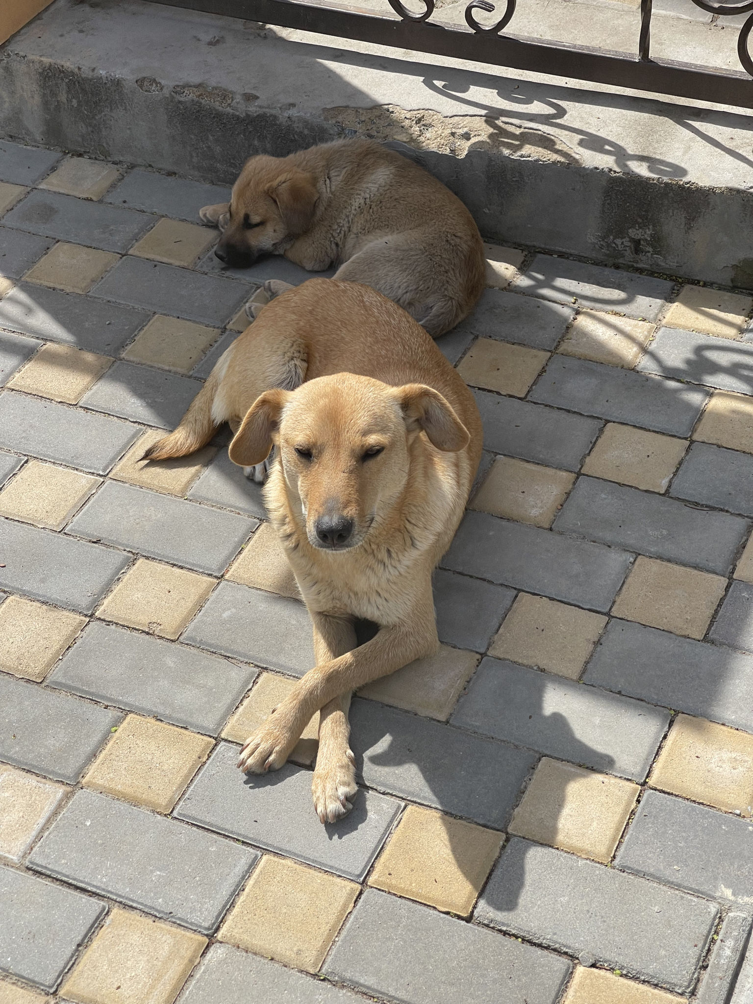 random doggies