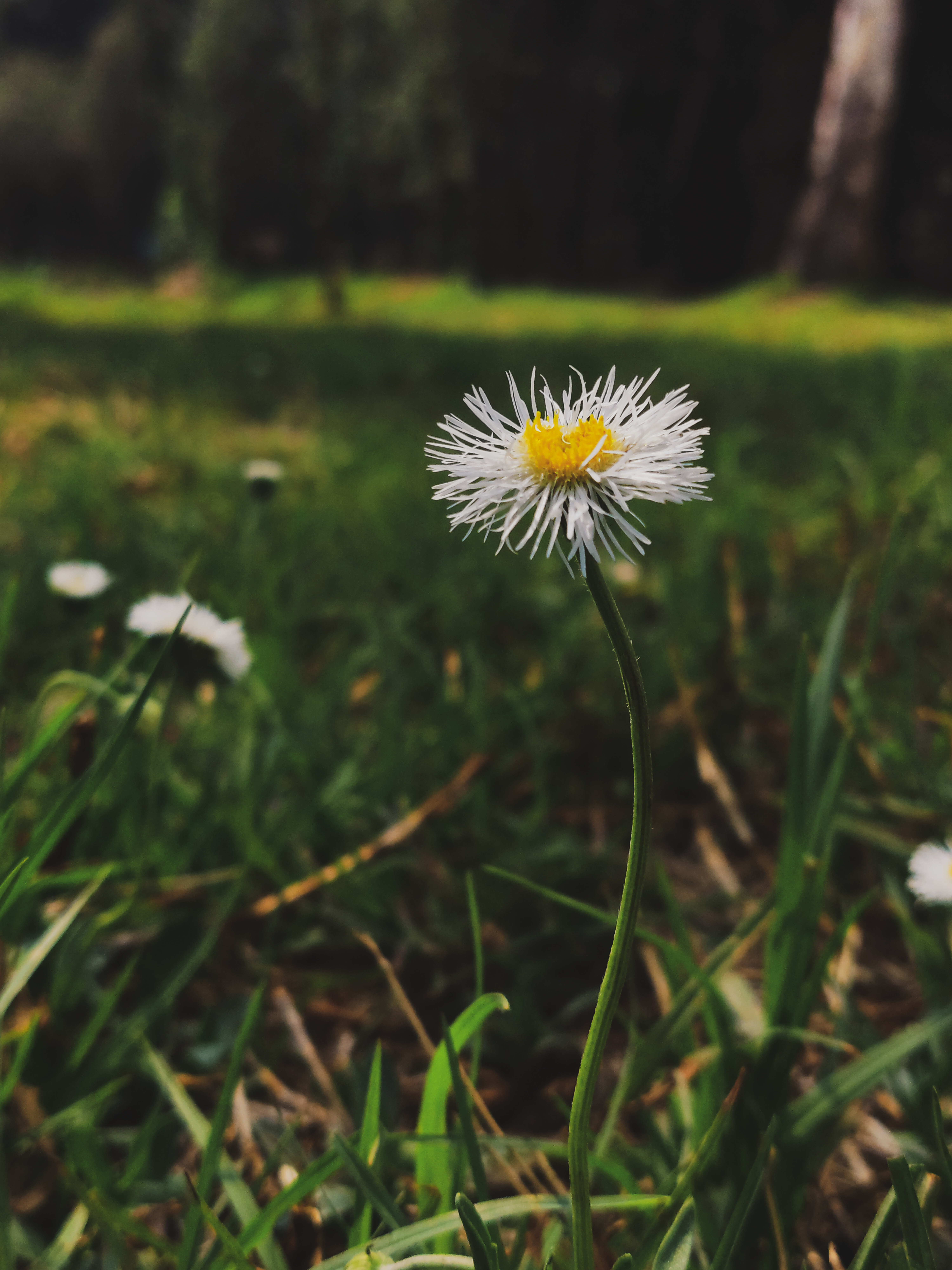 Flor del Bosque de Tláhuac